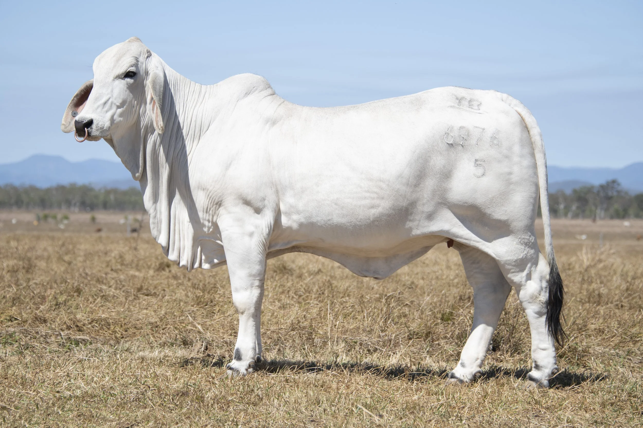 Lot 2 - Vella Macey 6976 (ET) (PS)