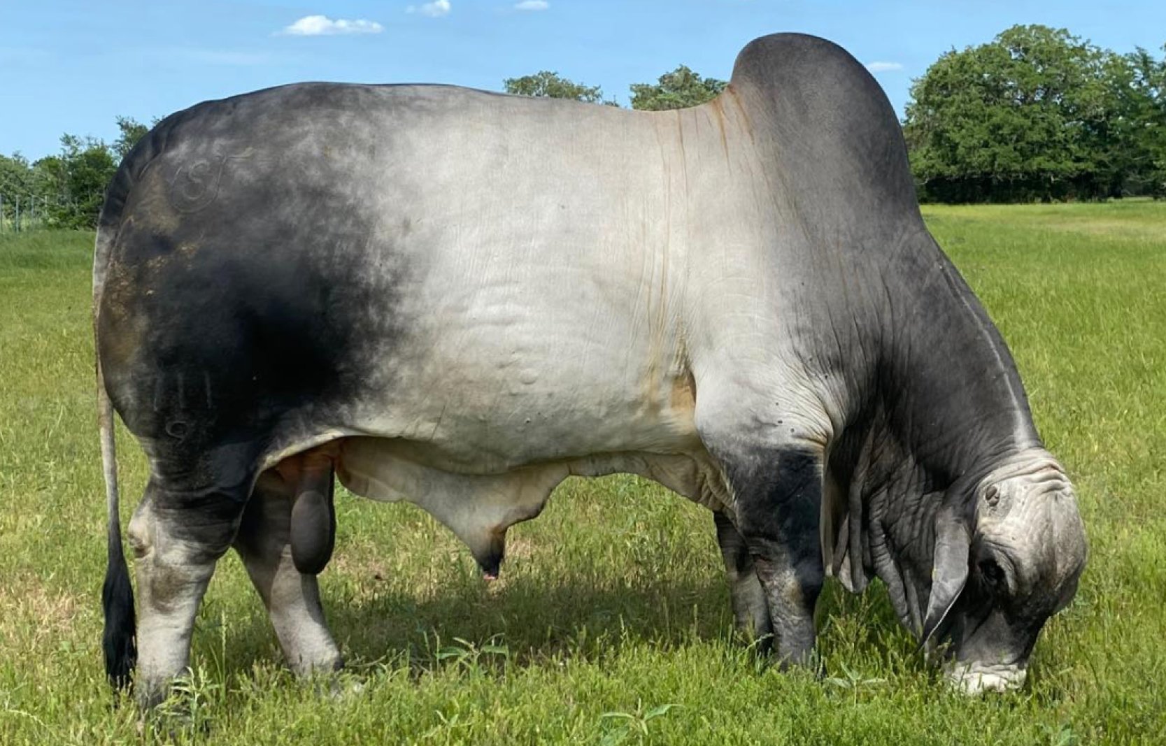 Lot 16 - Mr US Polled Fusion (IMP US) (PS) - semen package