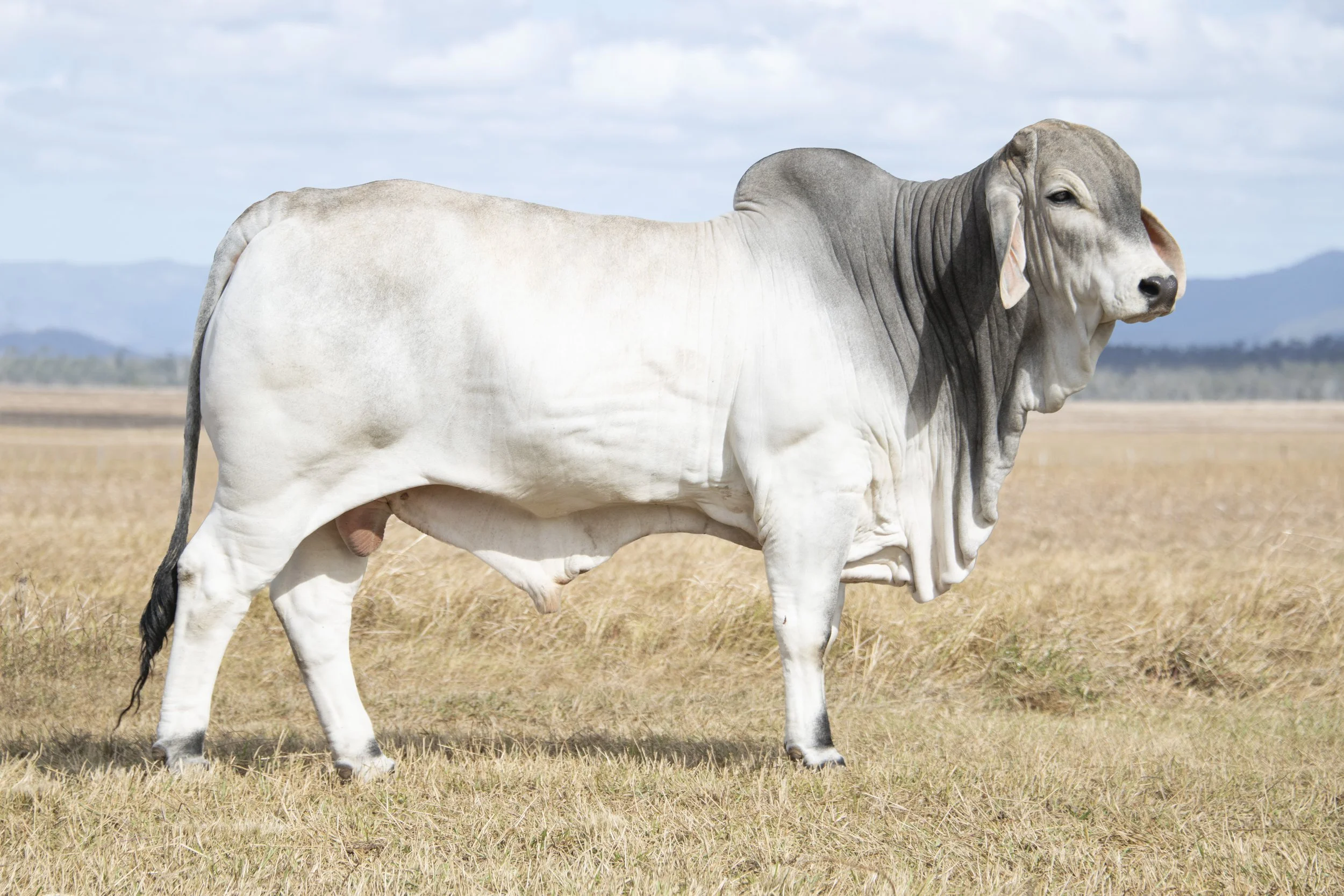 Lot 14 - Vella Grayson 6919 (PS)