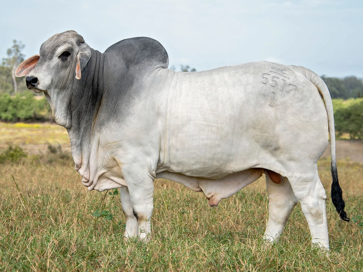 Lot 15 - NCC Municipal (IVF) (PS) - semen package