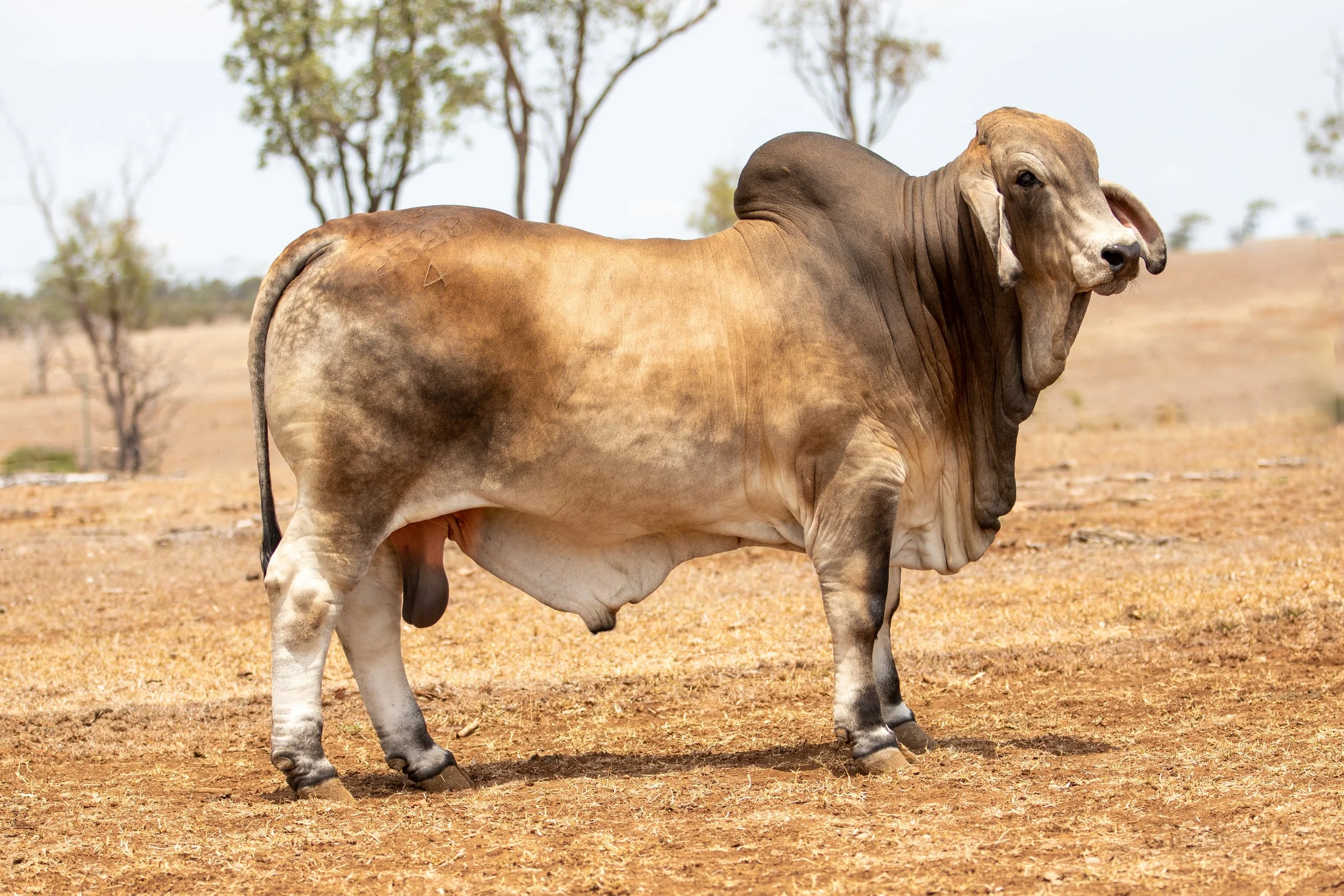 LOT 87 - Ooline Stapleton 2528 (H)