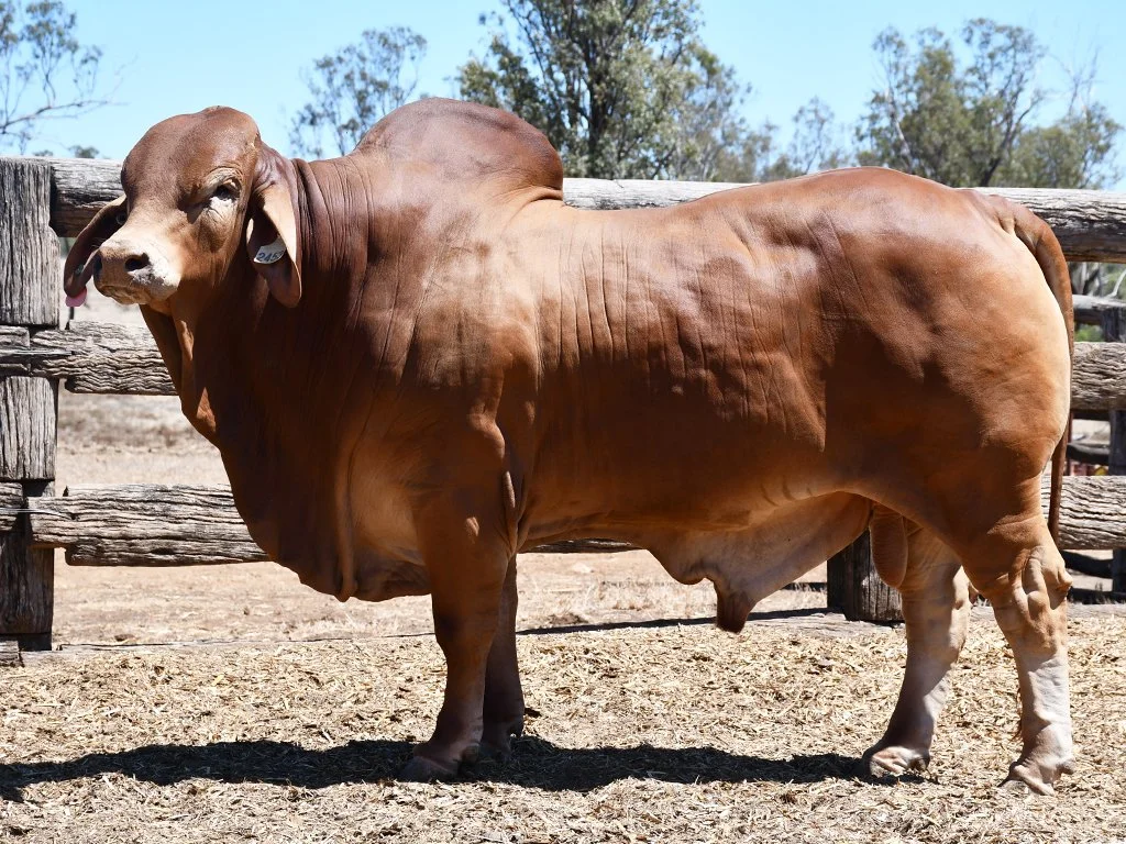 Lot 45 - Ooline Traction 2453 (H)