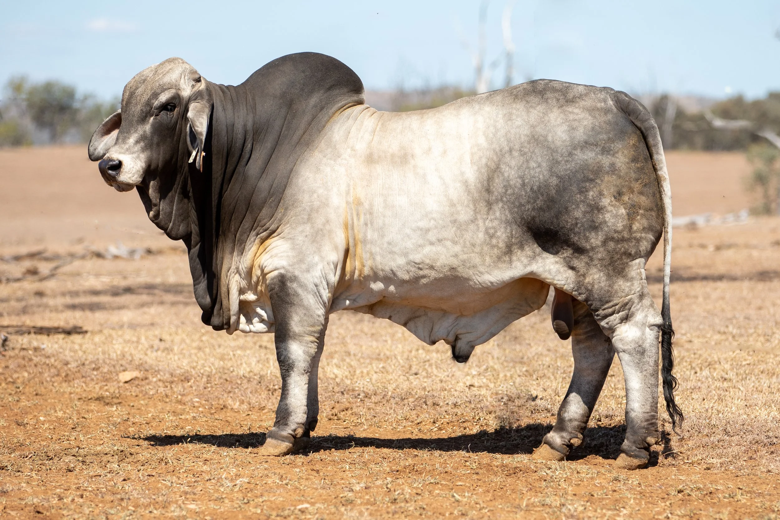 LOT 29 - Ooline Renoir 2419 (PS)