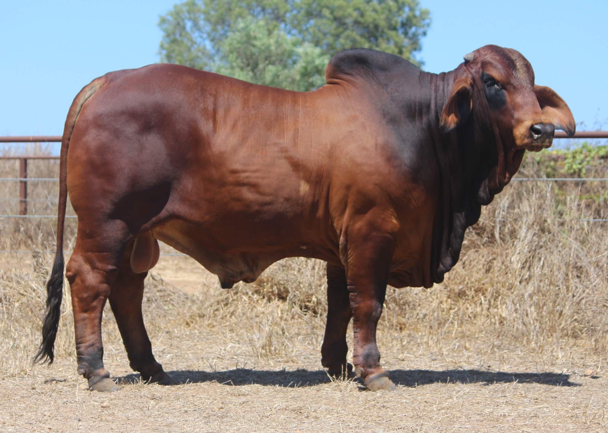 Lot 52 - Badilla Dario (IVF) (PS)