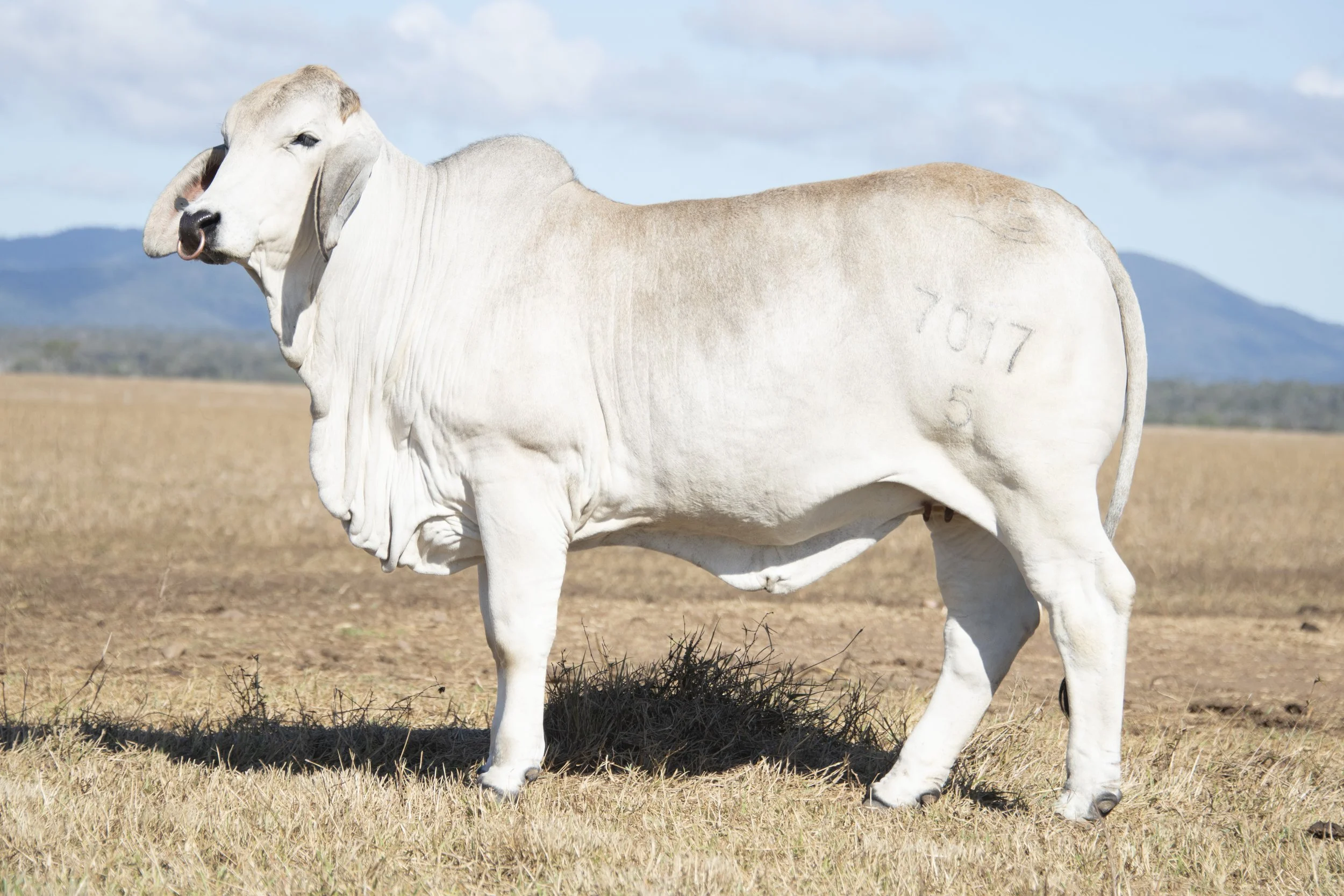 Lot 1 - Vella Lady Willa 7017 (IVF) (PS)