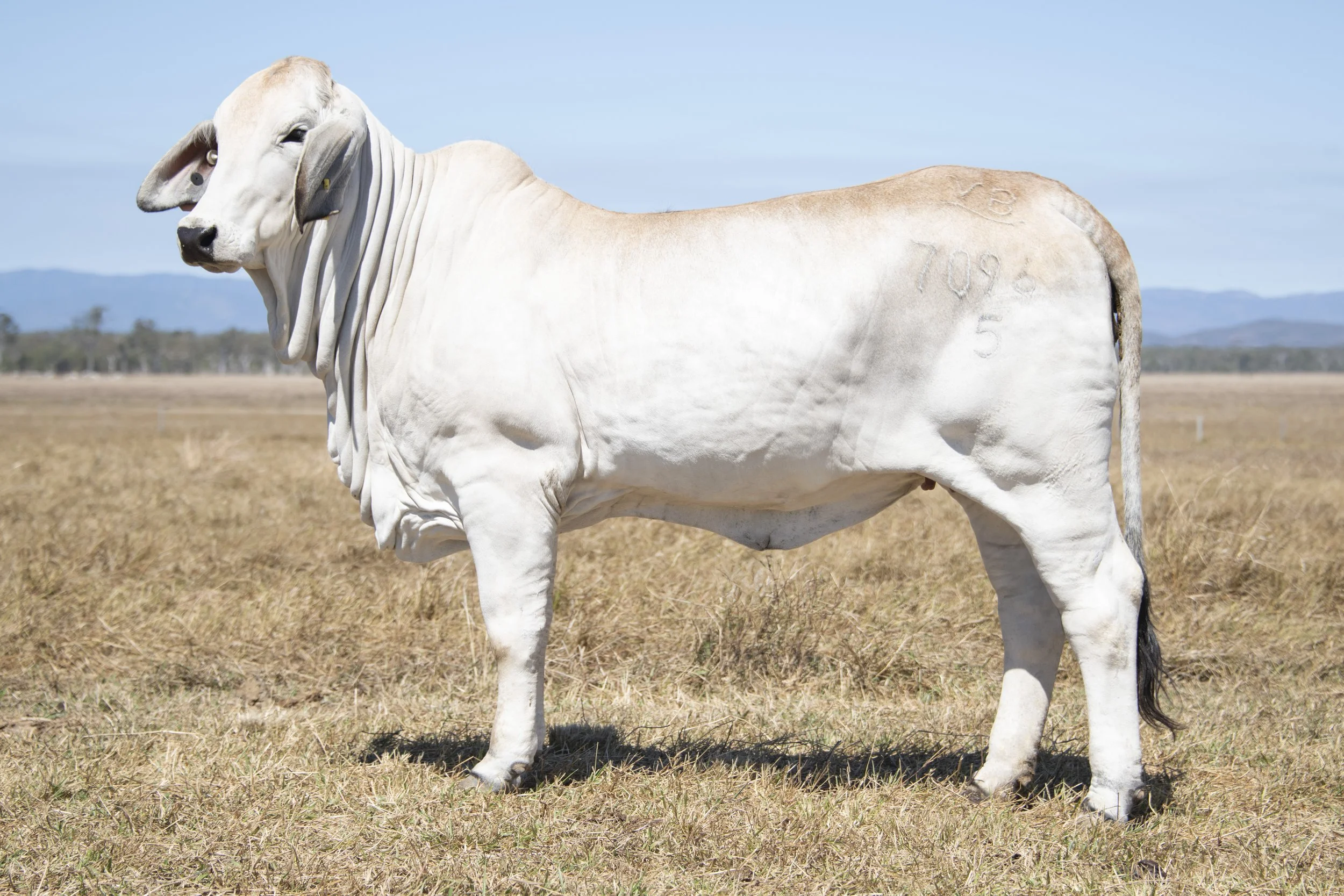 Lot 4 - Vella Korah 7096 (ET) (H)