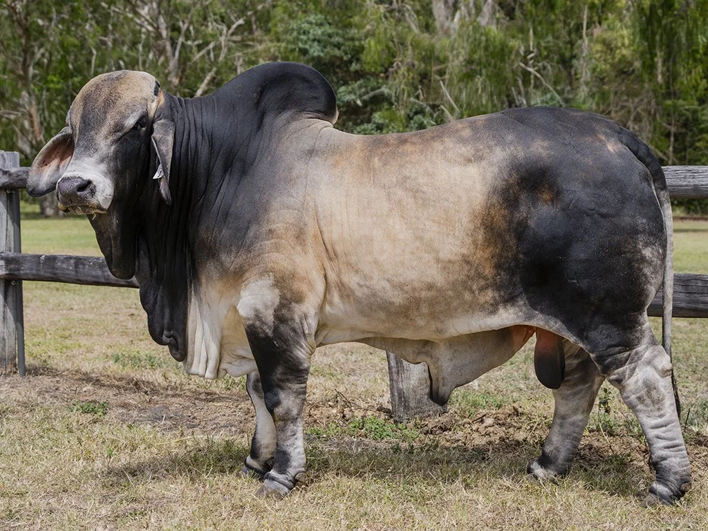 Lot 1 - Cambil Tynan 8175 (H)