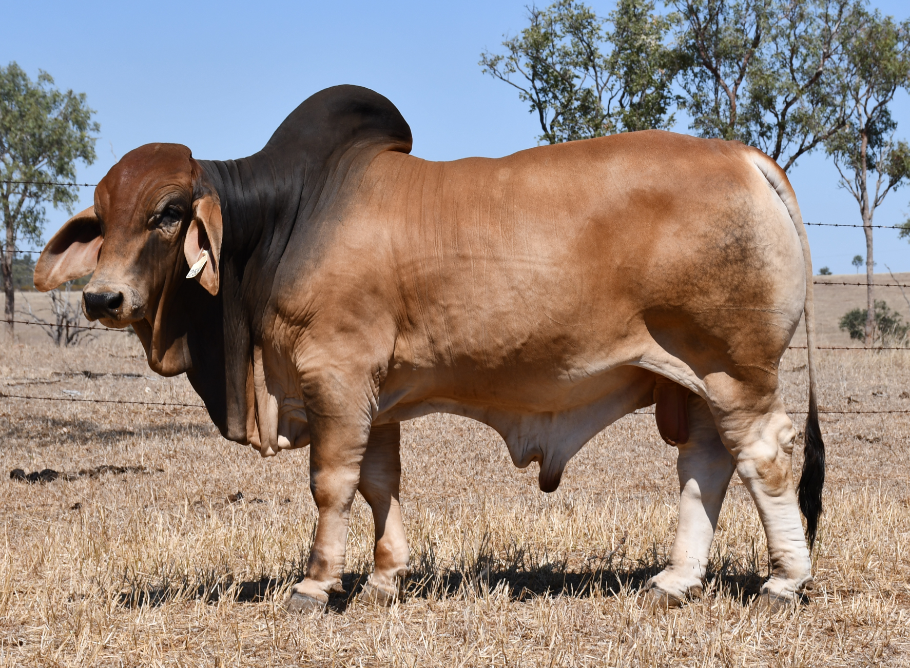 Lot 46 - Ooline Thomas 2559 (H)
