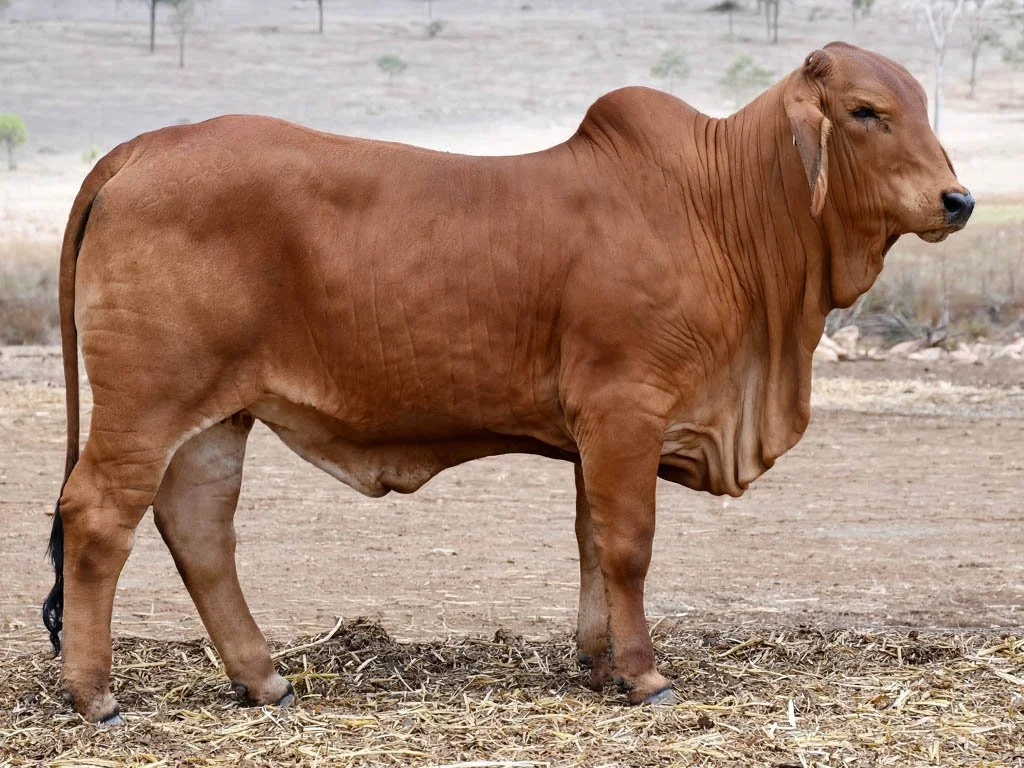 Lot 13 - Ooline Mallory 2640 (PS)