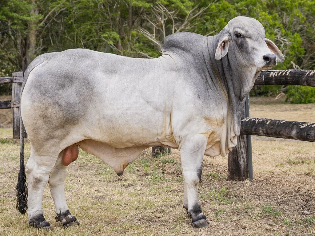 Lot 24 - Cambil Layton 8319 (IVF) (PP)