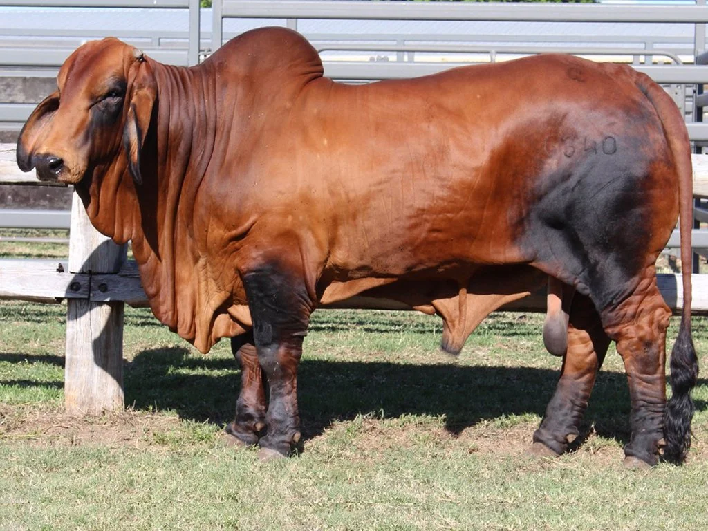 LOT 17 - Cambil Cavalier (PS) Semen Package