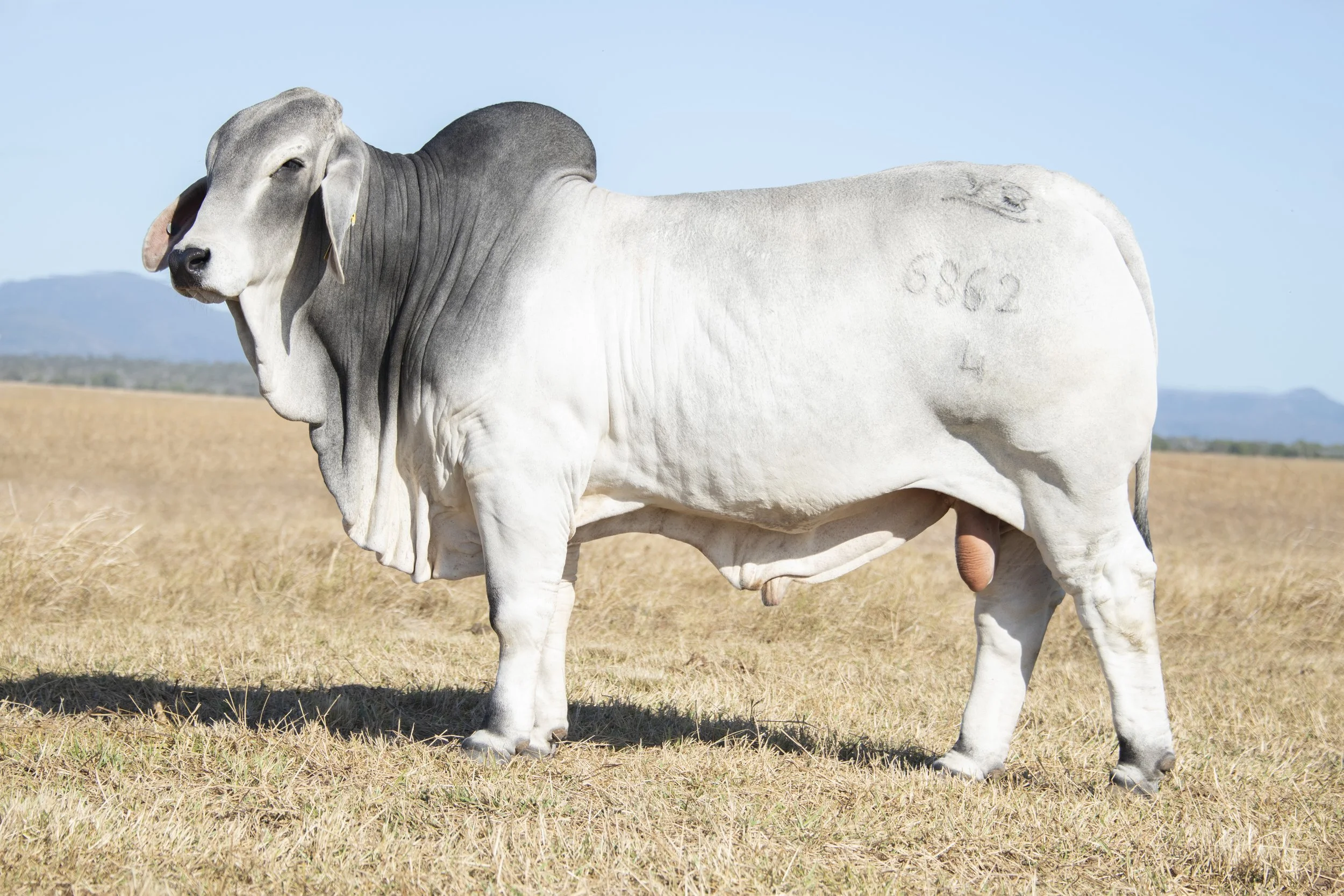 Lot 3 - Vella Prescott 6862 (ET) (H)