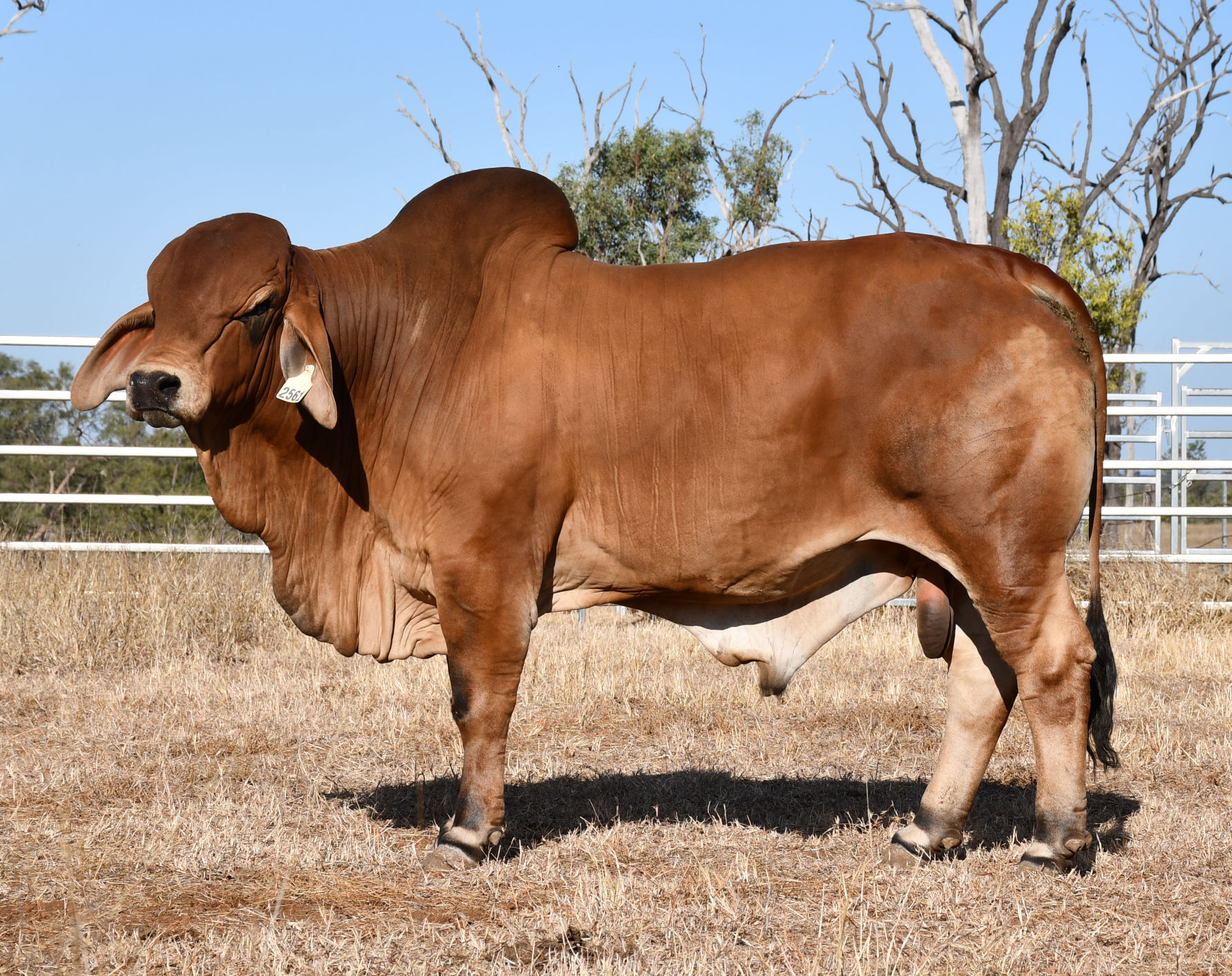Lot 43 - Ooline 2561 (H)