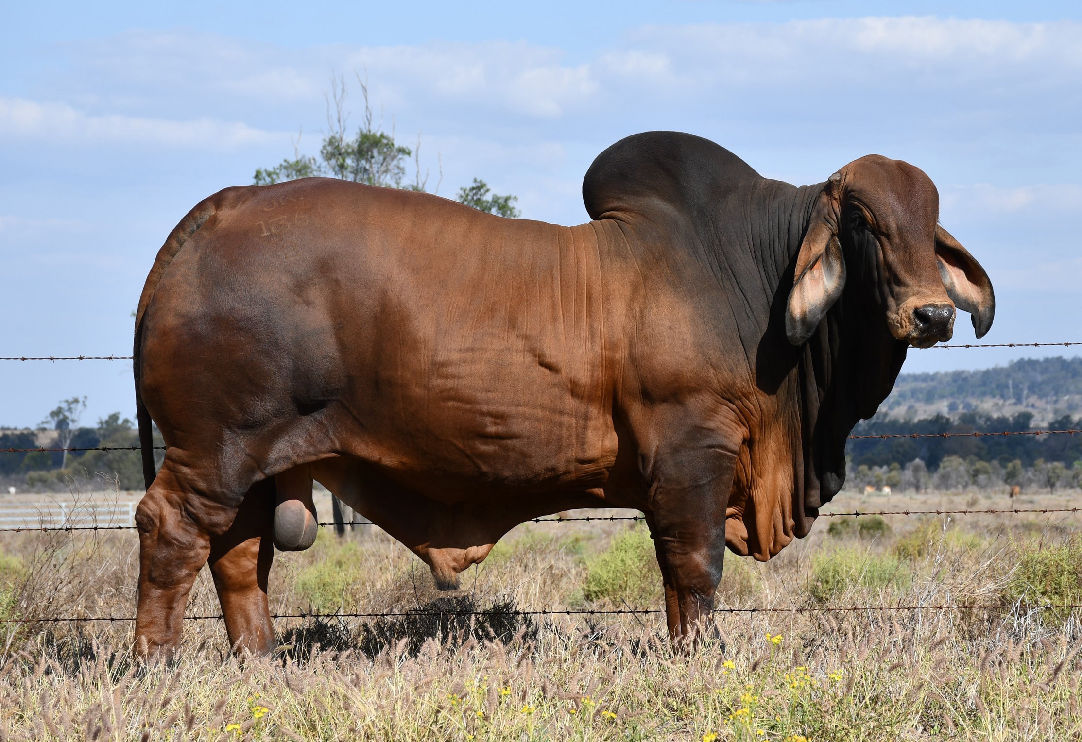 Lot 18 - JK Monte Cristo 136 (PS) - semen package