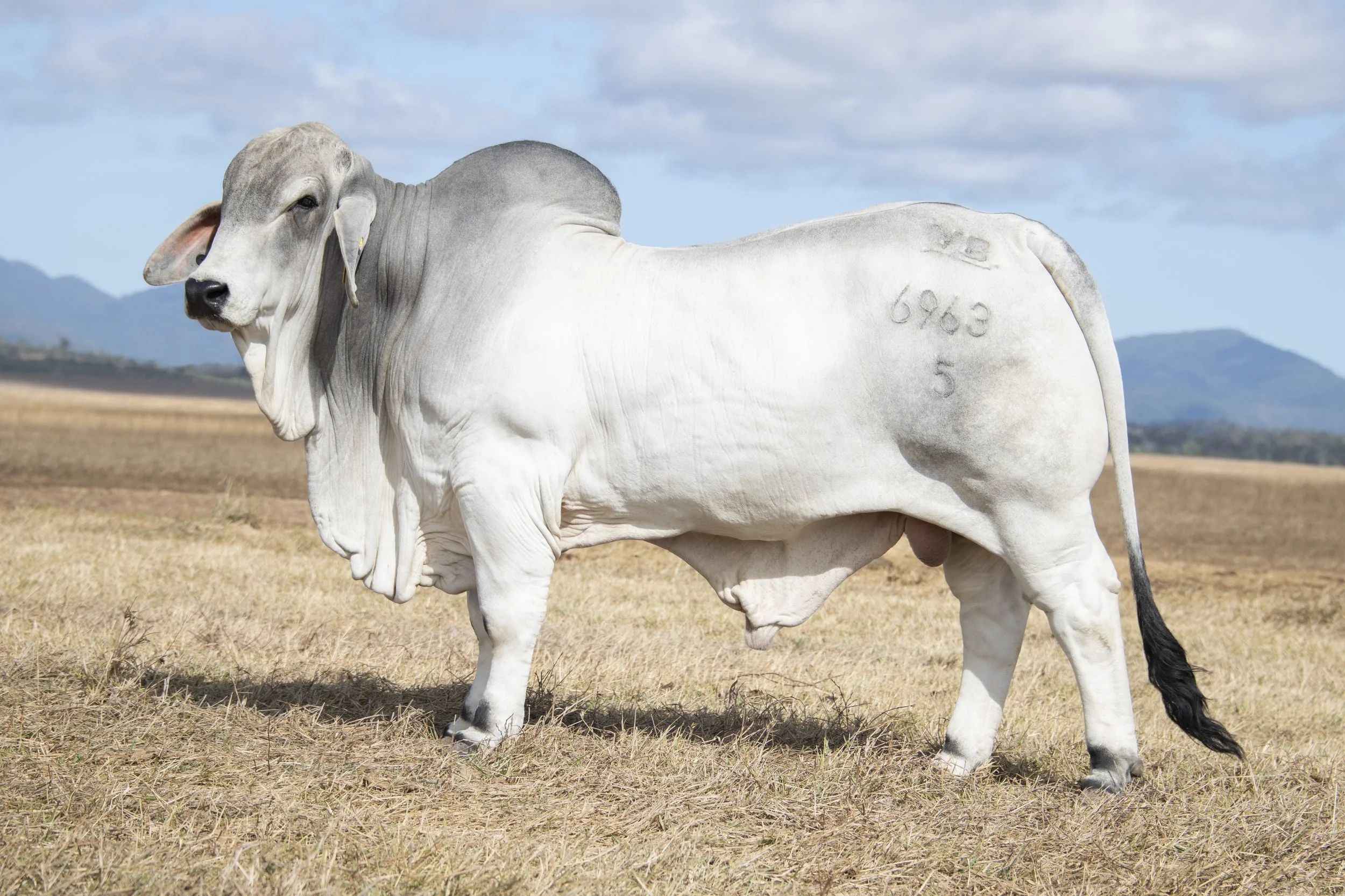 Lot 31 - Vella Atlas 6963 (IVF) (PS)