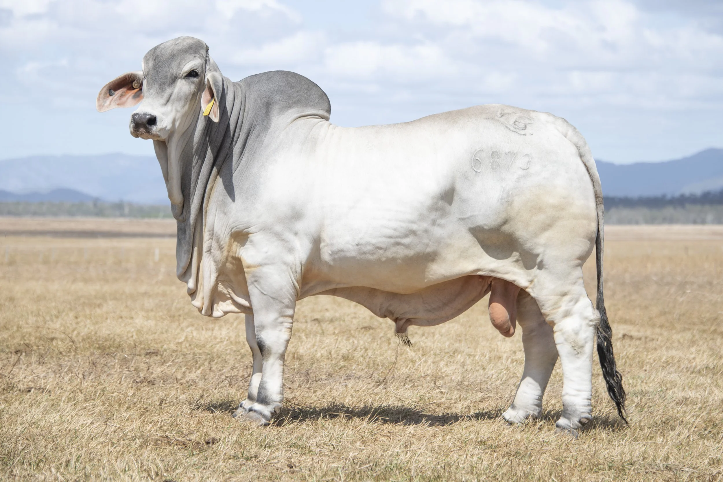 Lot 2 - Vella Flynn 6873 (ET) (H)