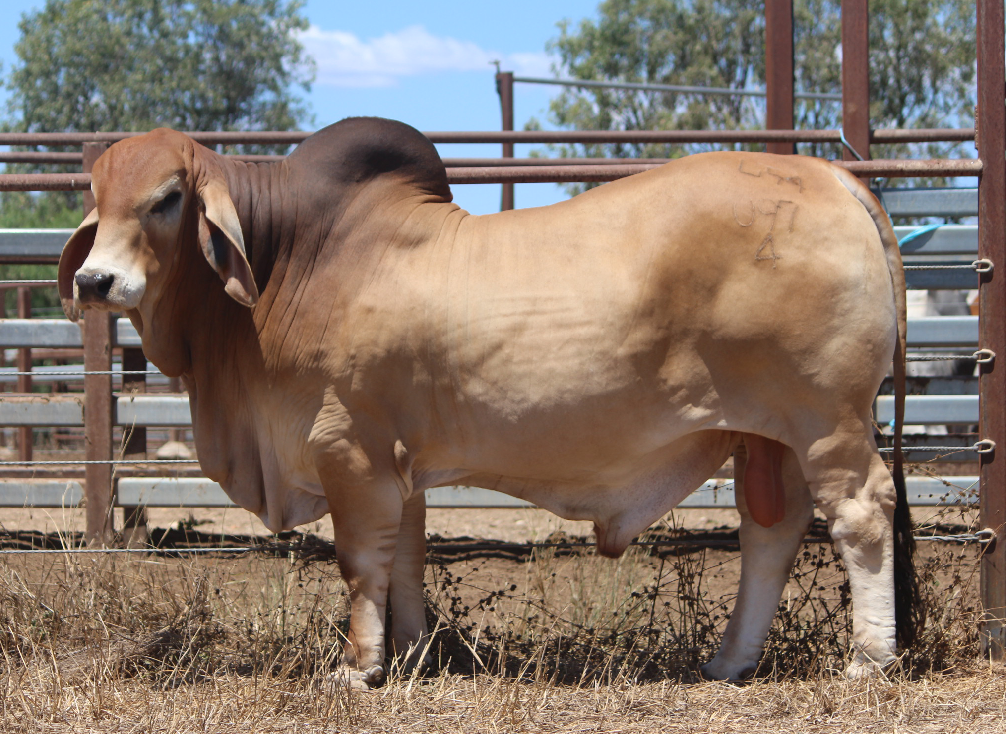 Lot 55 - Badilla Dorian (IVF) (PP)