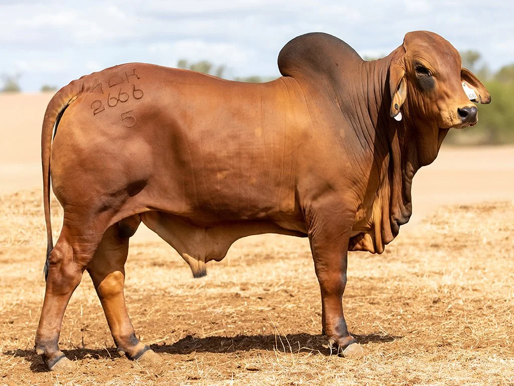 Lot 69 - Ooline Jeromie 2666 (H)