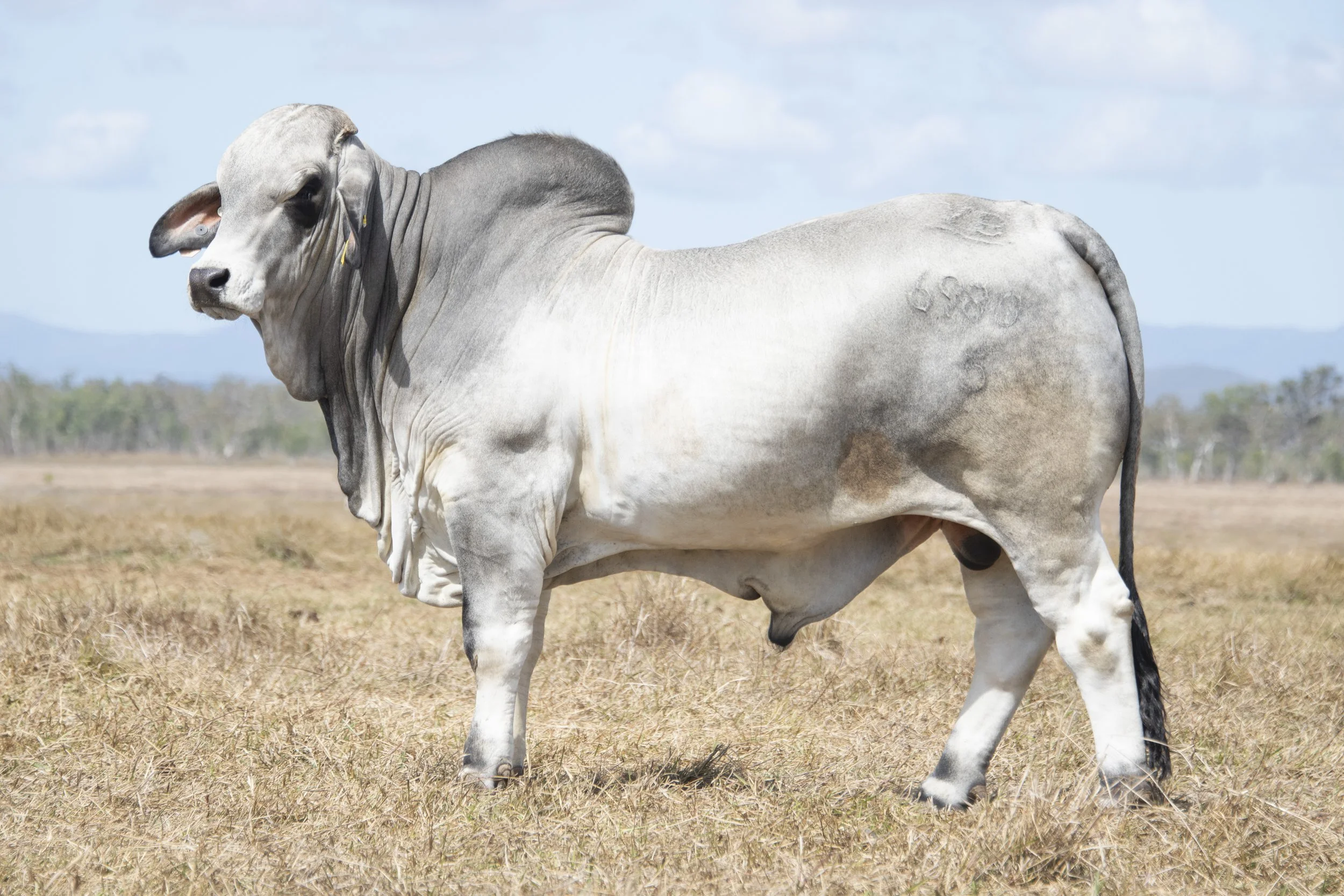 Lot 36 - Vella Banks 6980 (ET) (H)