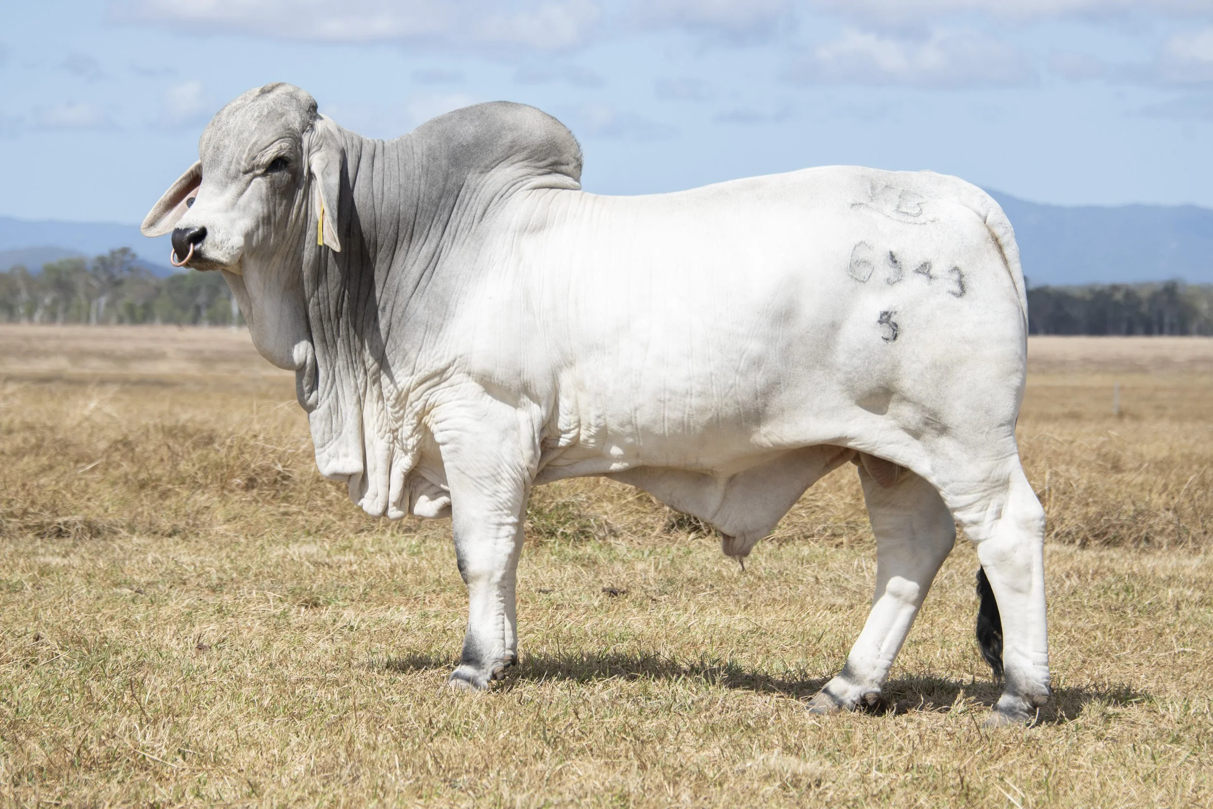 Lot 35 - Vella Wyatt 6943 (IVF) (H)