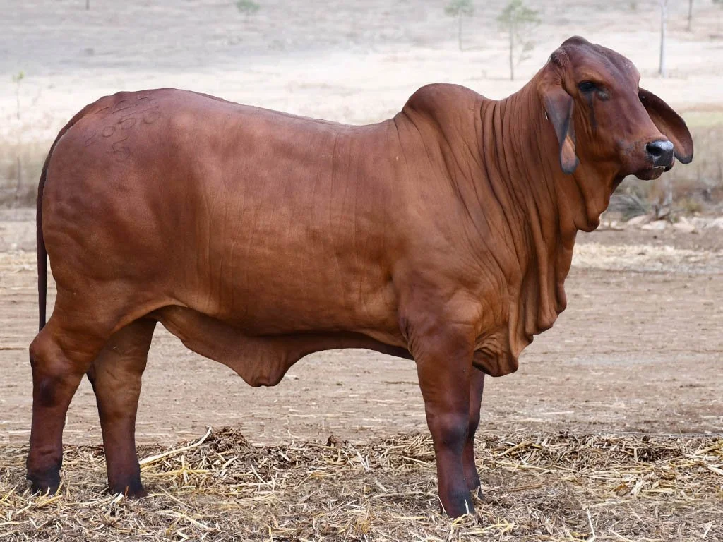 Lot 10 - Ooline Monique 2653 (AI) (PS)