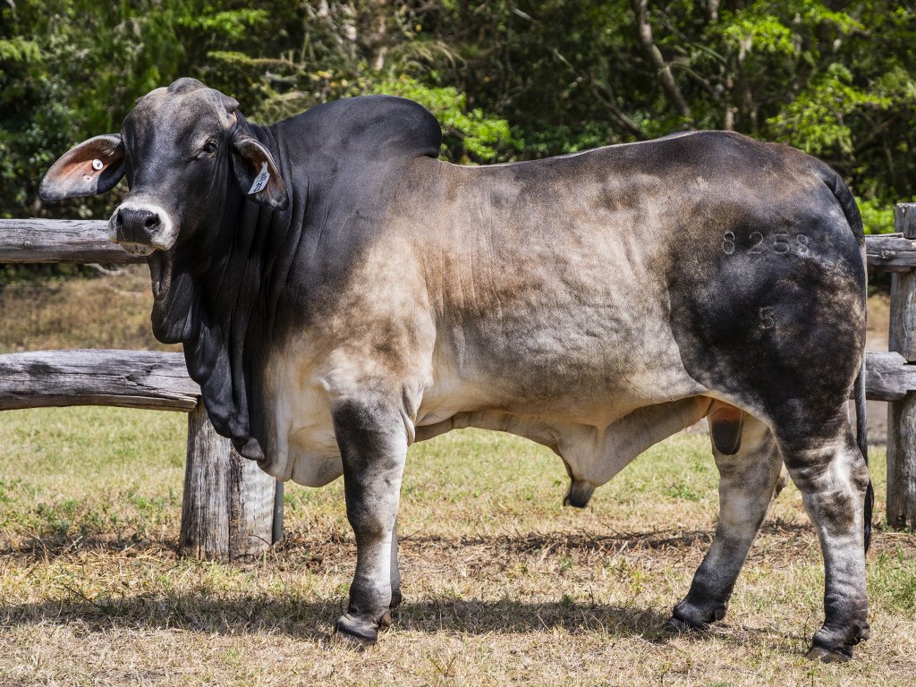 Lot 21 - Cambil Ascot 8258 (IVF) (PS)