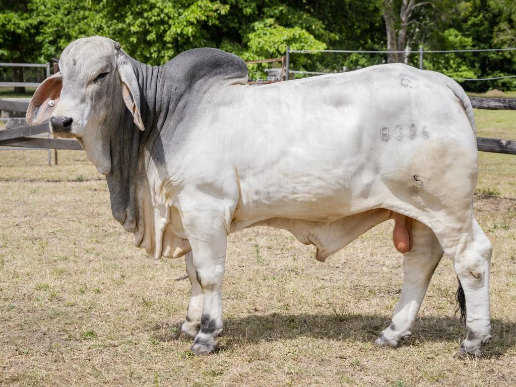 Lot 22 - Cambil Commander 8336 (IVF) (PS)