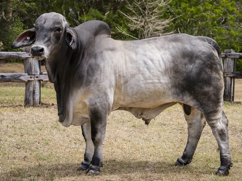 Lot 20 - Cambil Rigby 8260 (IVF) (PP)