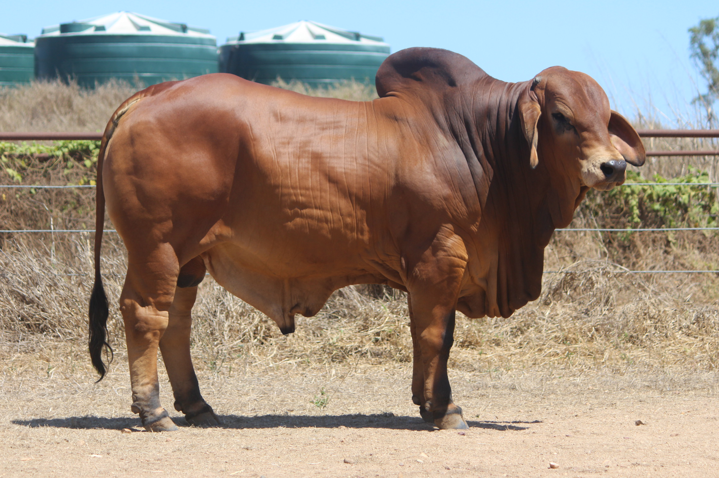 Lot 56 - Badilla Demari (IVF) (PS)