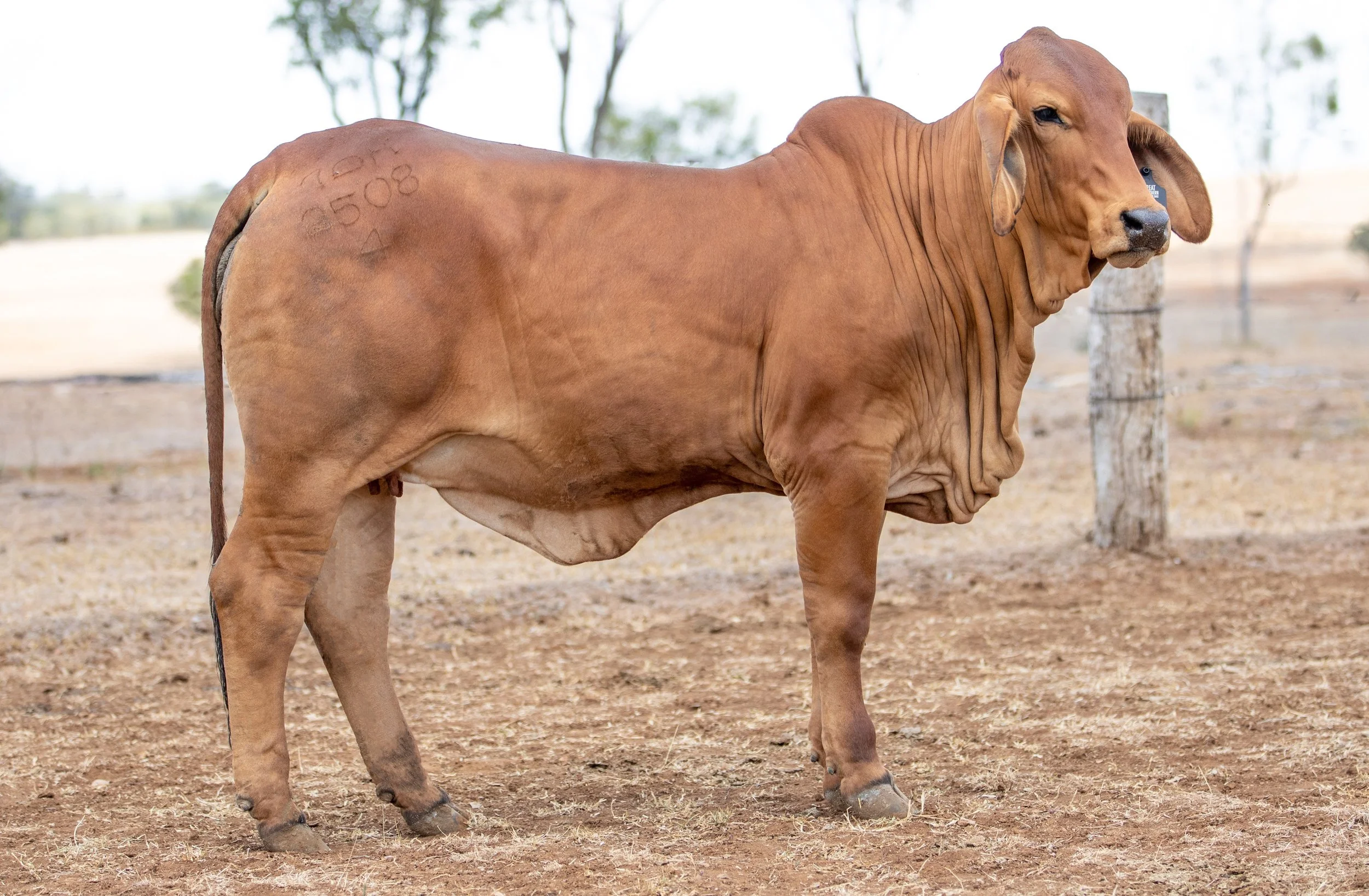 LOT 8 - Ooline Louise 2508 (PS)