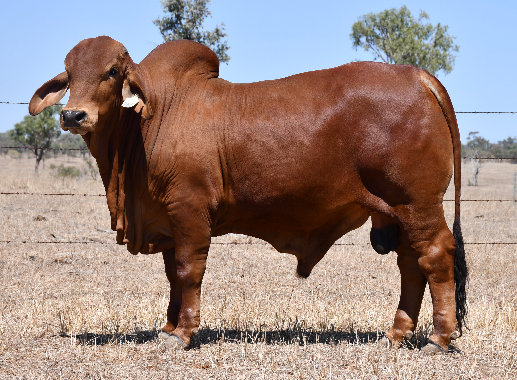 Lot 67 - Ooline Sydney 2611 (PS)