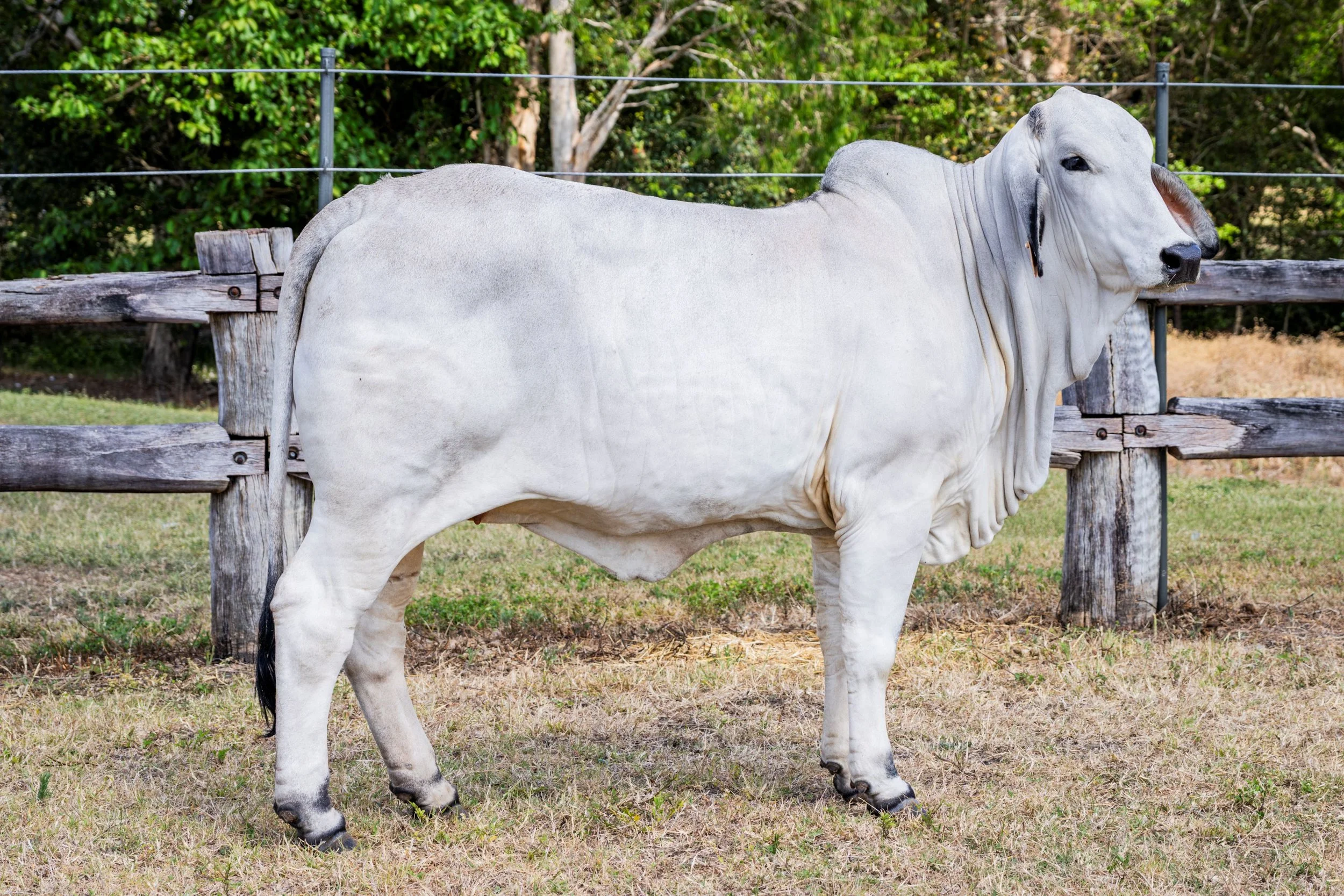 Lot 7 - Cambil Jessie 8320 (IVF) (PS)