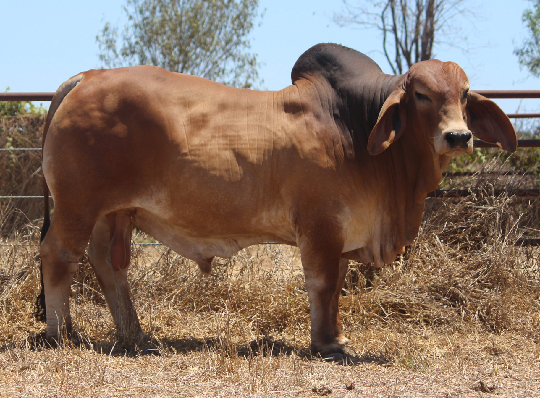 Lot 51 - Badilla Durant (IVF) (PP)