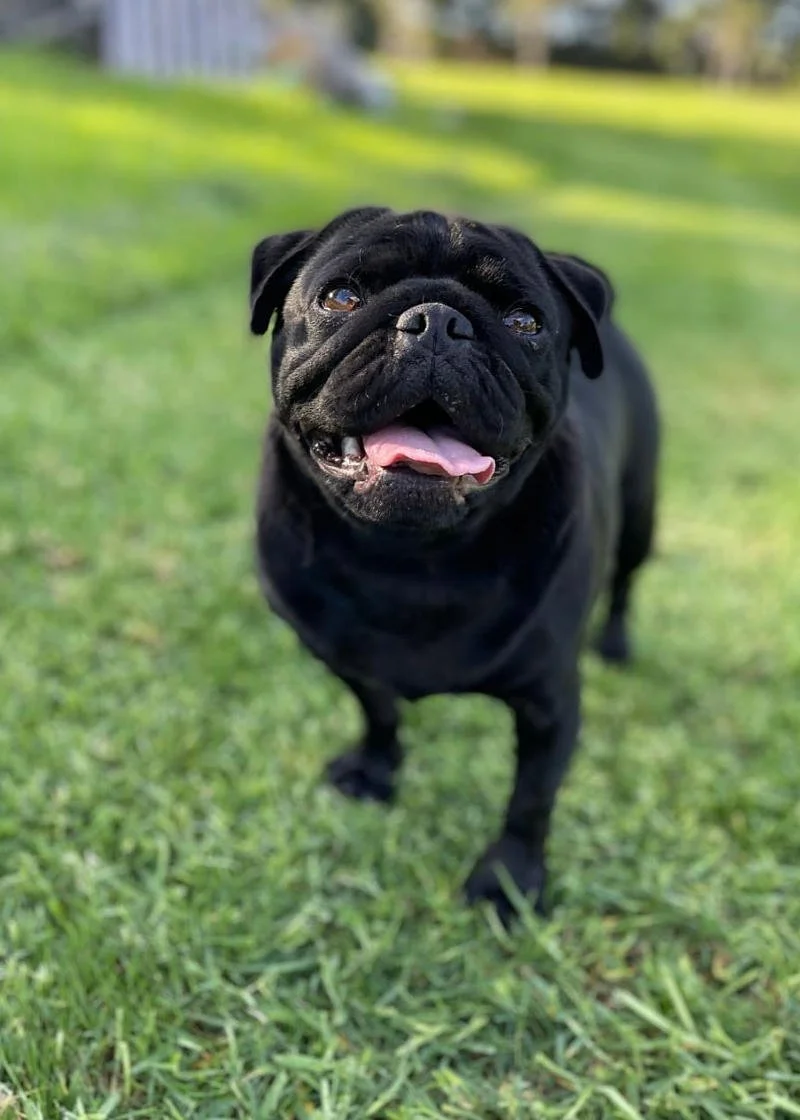 Rural Auckland Dog Boarding Facilities Woodbury Kennels, Waimauku