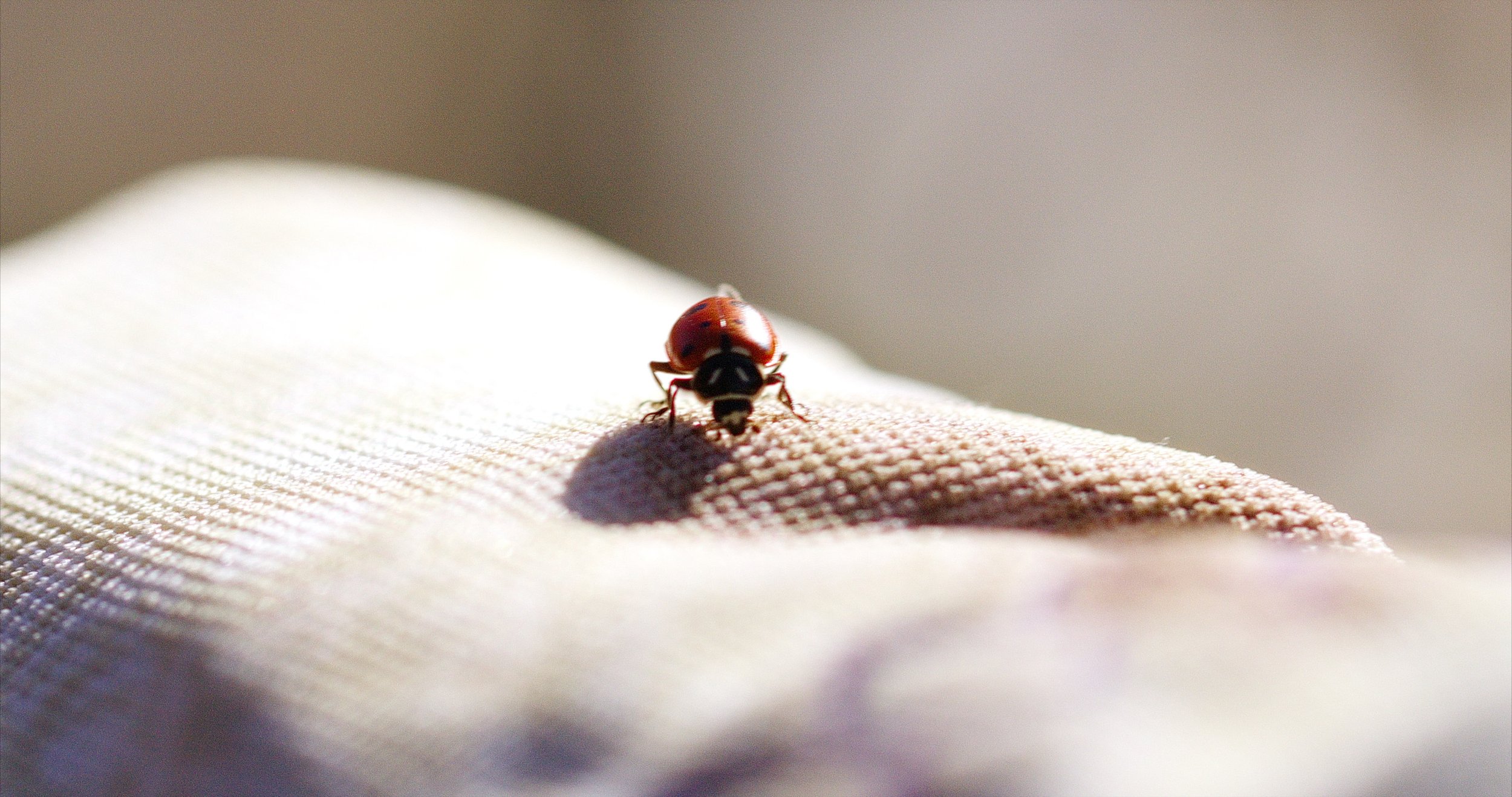 Lady bug.jpg