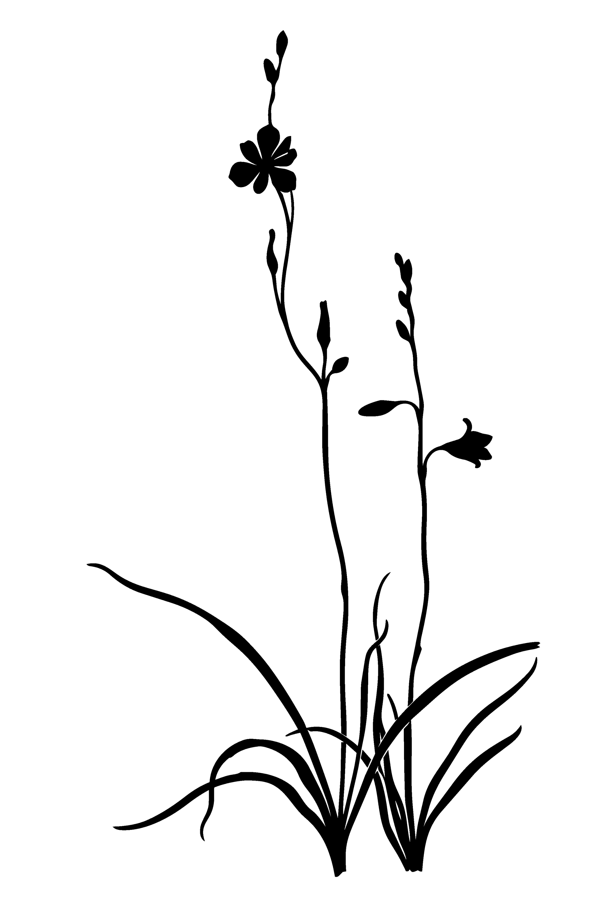 Silhouette of a flowering plant with long leaves and two blossoms.