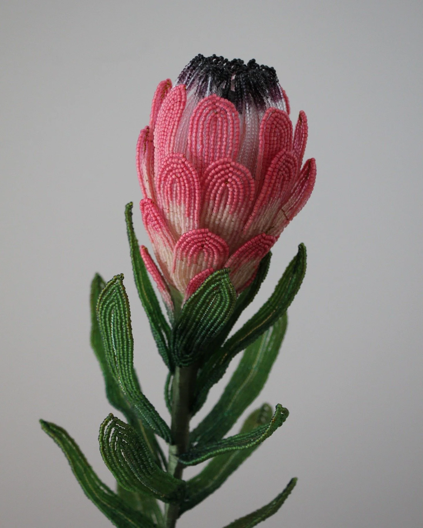 Proteas are one of the oldest flowering plant families on earth, dating back over 300 million years. Native to the Southern Hemisphere, they&rsquo;ve long symbolised transformation and resilience. 

This is my take on a 'Frosted Fire' variety protea 