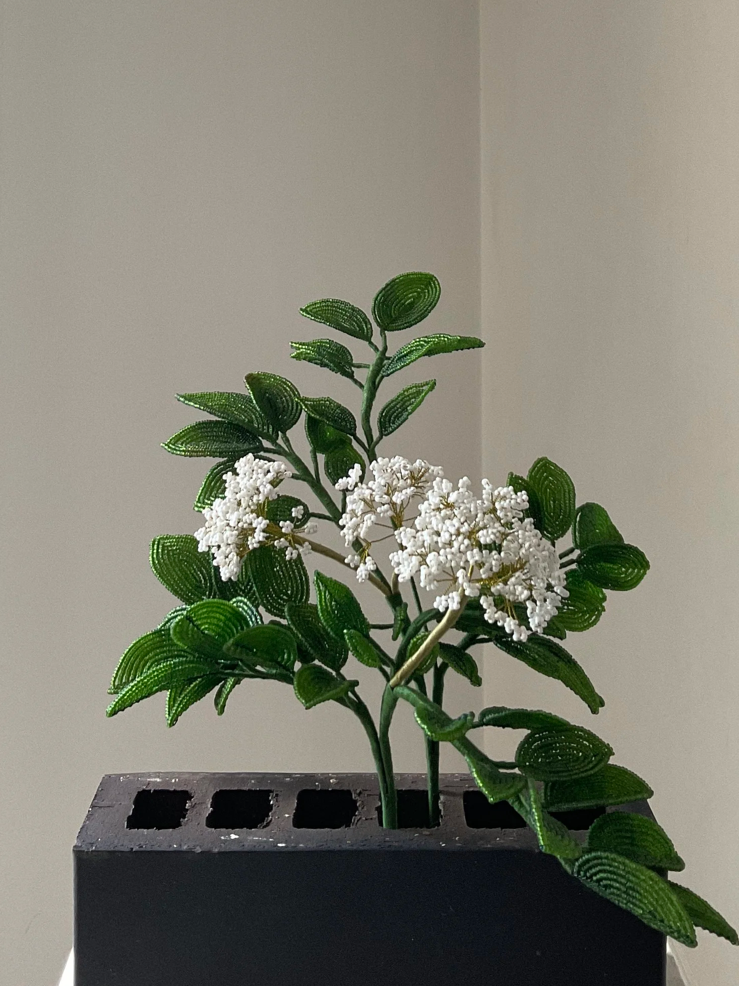 Elderflower - Two Branches