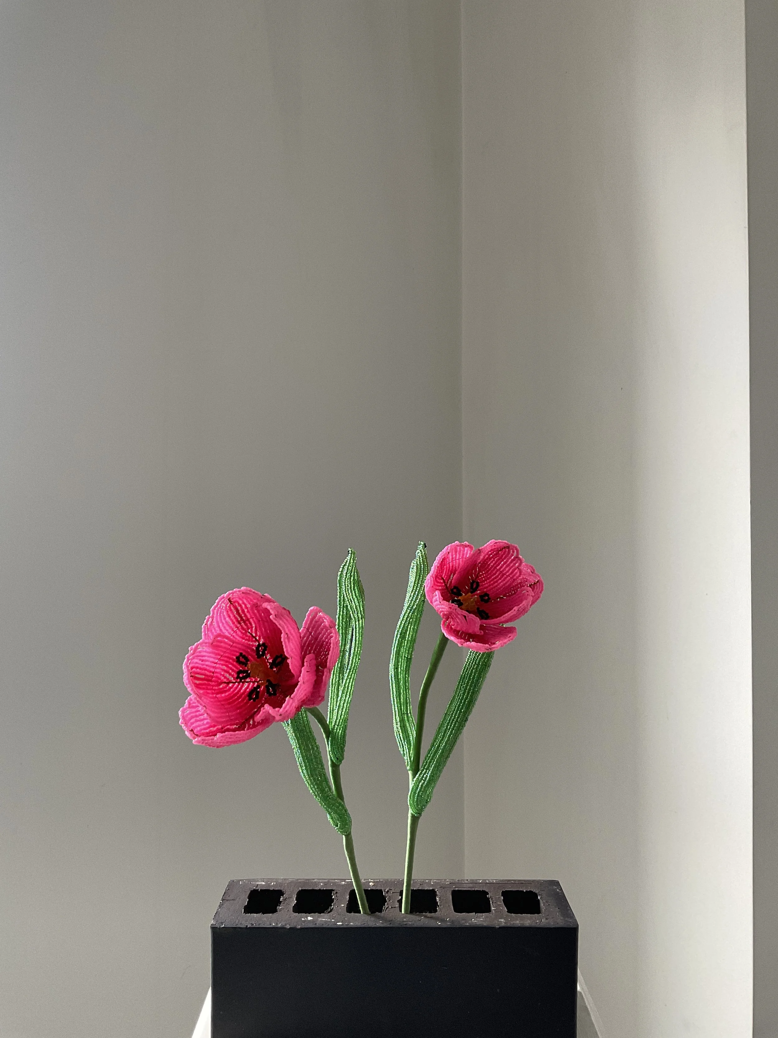 Pair of Tulips (Tulipa ‘Pink Ardour’)