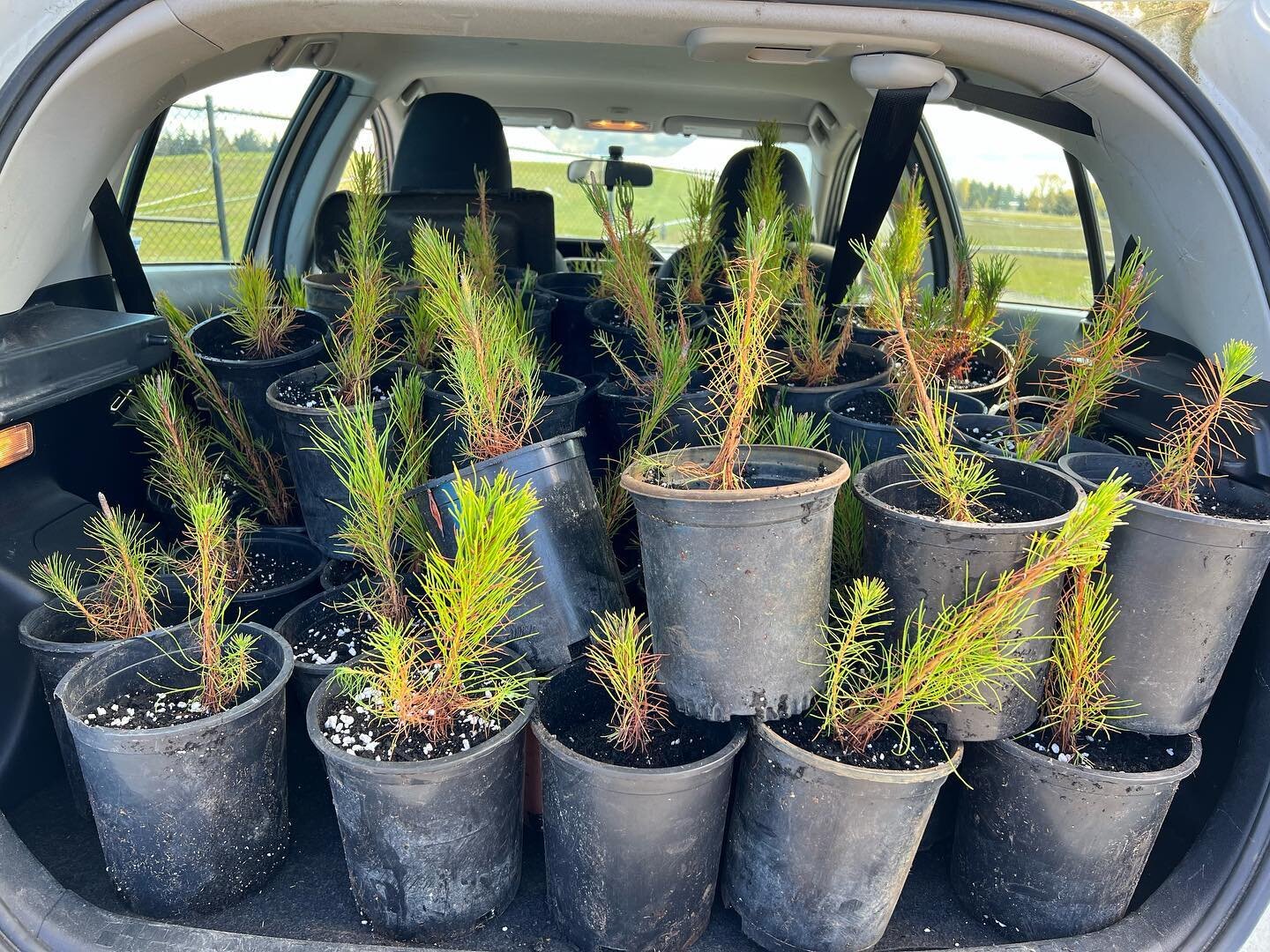 We are looking for volunteers who can join us for a full day of tree potting at NWTrek this Tuesday, July 5! A carpool will leave at 9:00 a.m. from the Moore Branch of Tacoma Public Library at 215 S 56th St, Tacoma, WA 98408 and return at 5:00 p.m. L