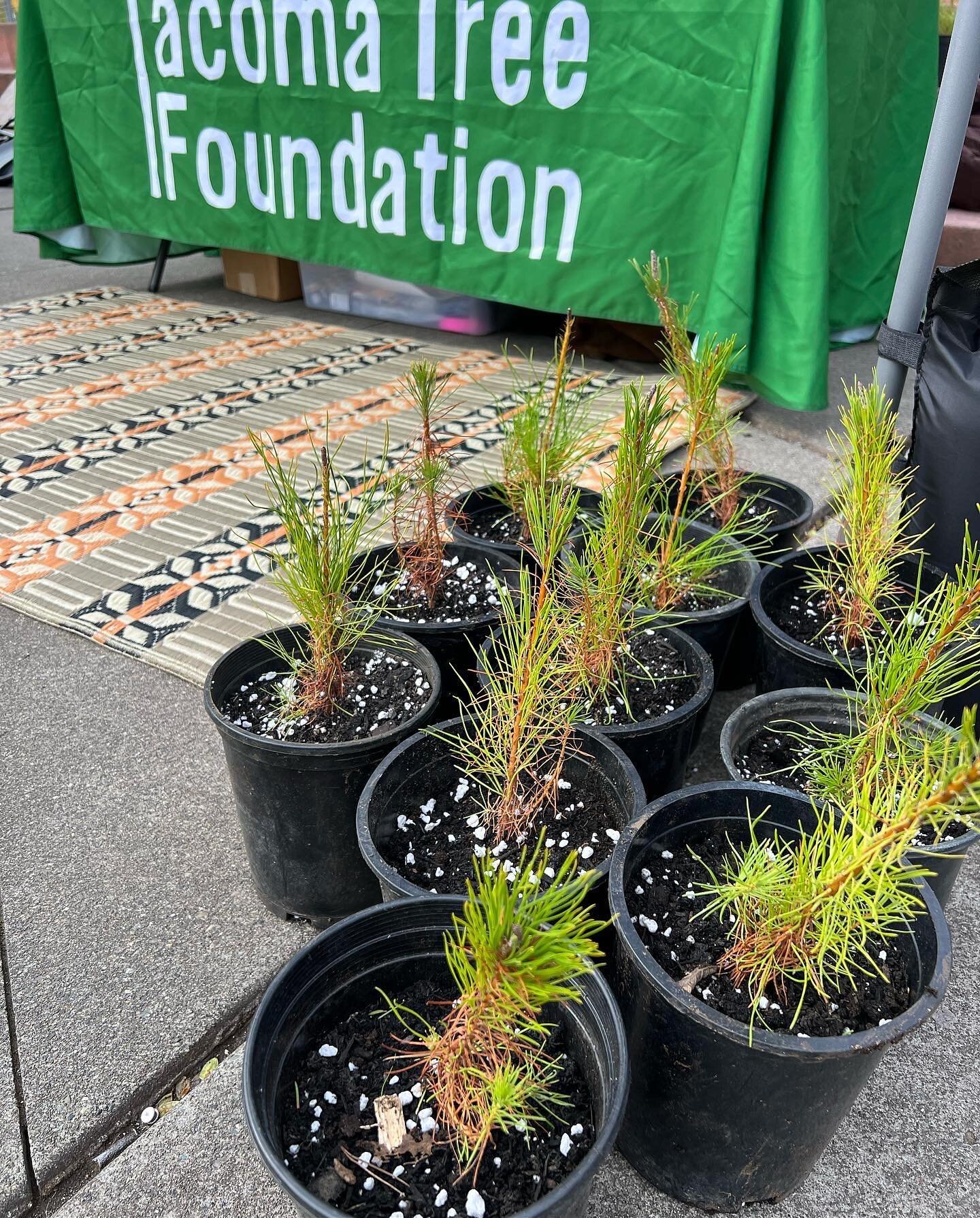 VOLUNTEER OPPORTUNITY! 🪴 We are looking for volunteers who can join us for a full day of tree potting at NWTrek this Tuesday, July 5! A carpool will leave at 9:00 a.m. from the Moore Branch of Tacoma Public Library at 215 S 56th St, Tacoma, WA 98408