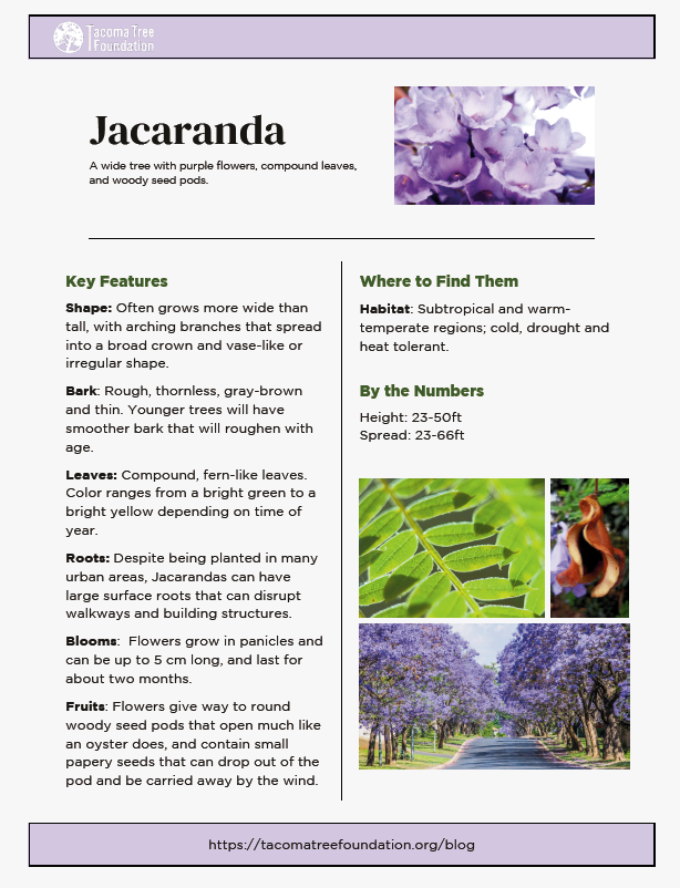 Jacaranda ID Guide