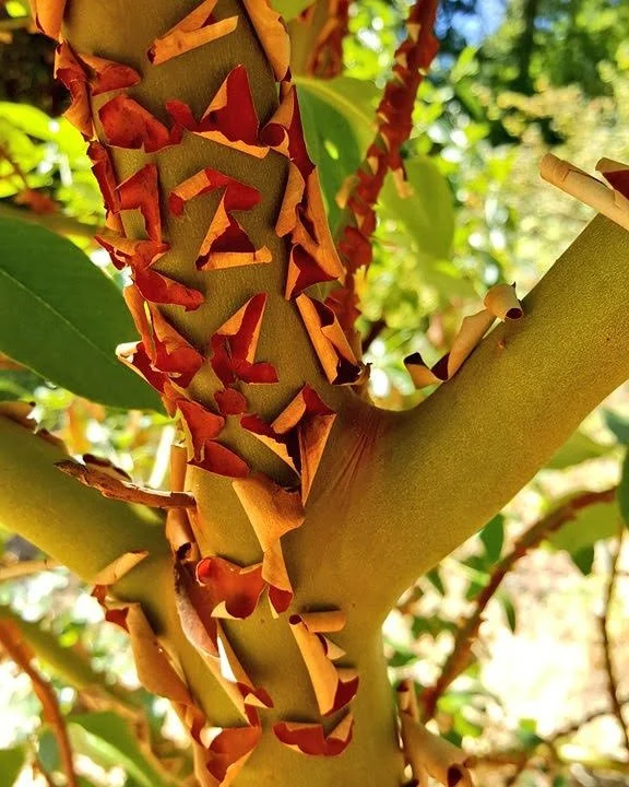Trees of Significance: The Pacific Madrone as Role Model for Change and ...