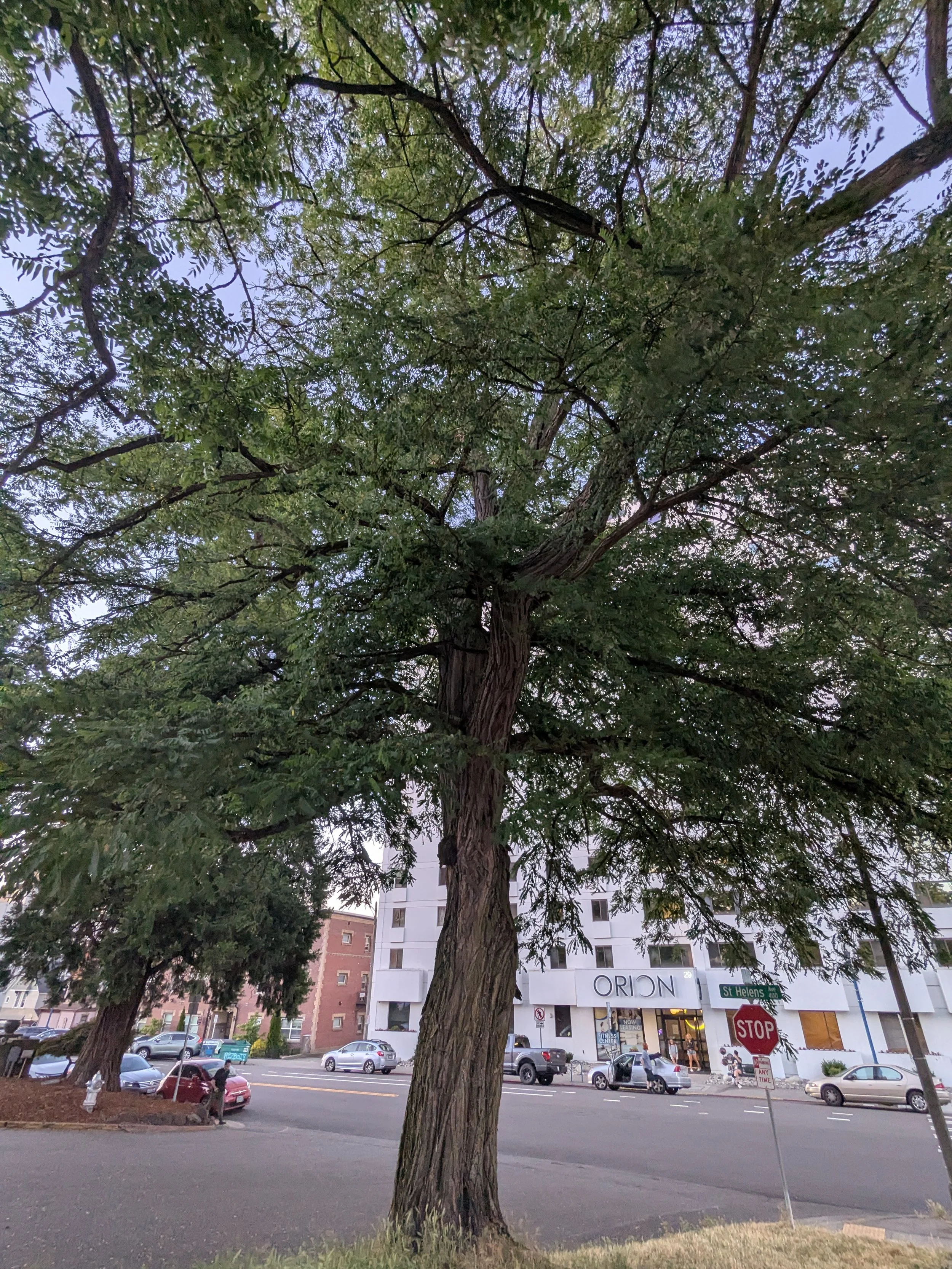 Trees of Significance: A Pioneer with Thorns