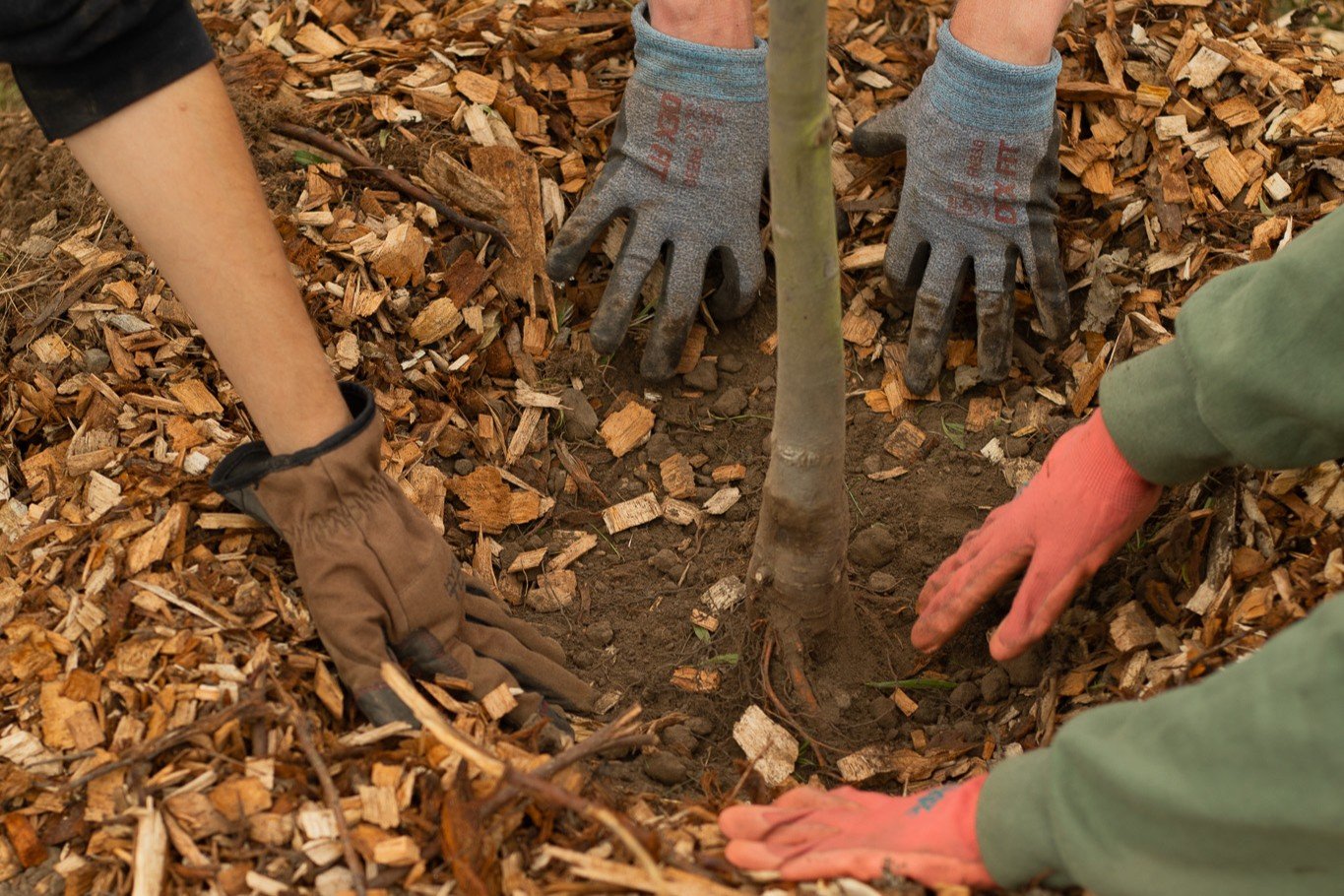 Green Blocks: Hilltop Planting Event