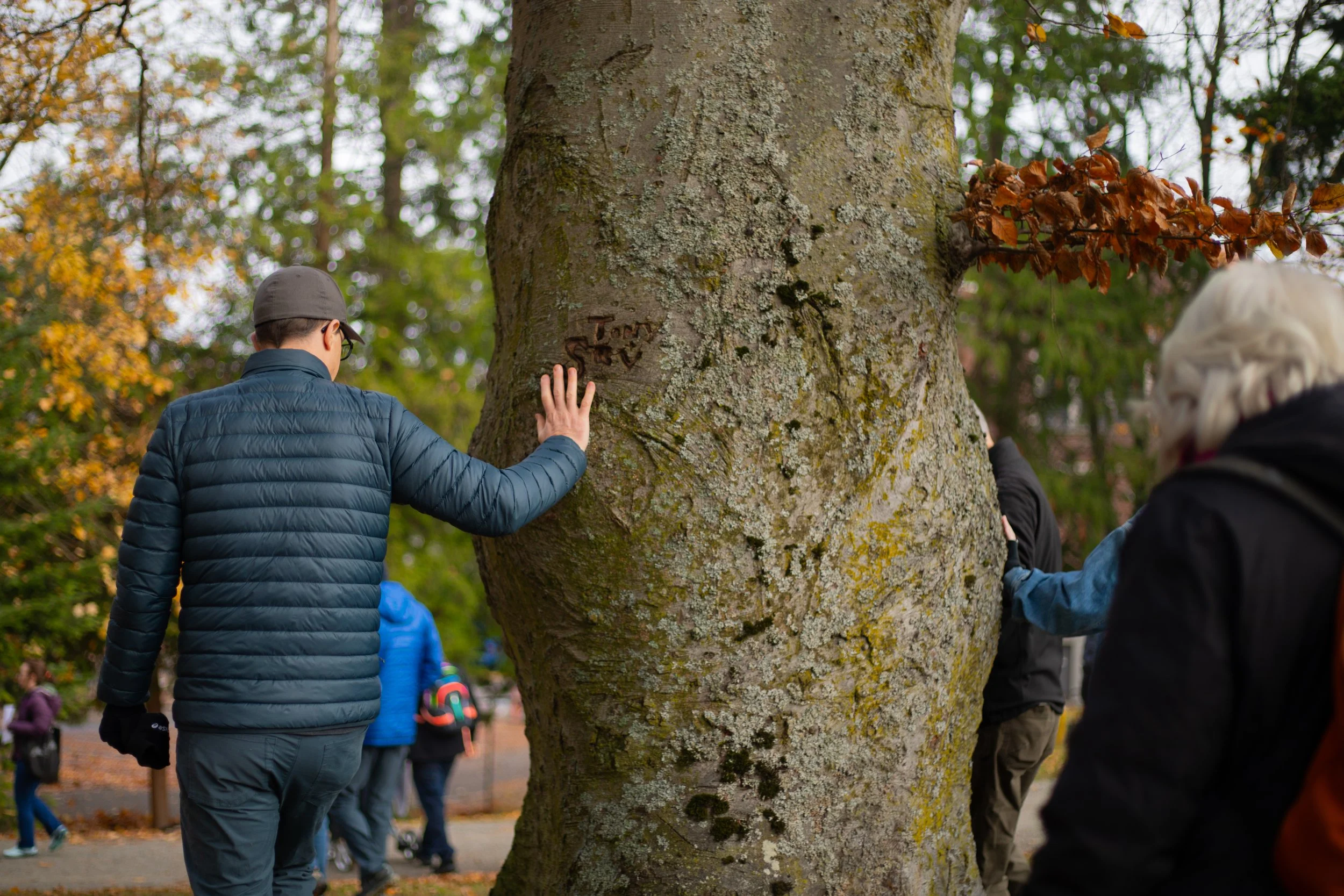 Trees of Significance: A World-Traveling Tree