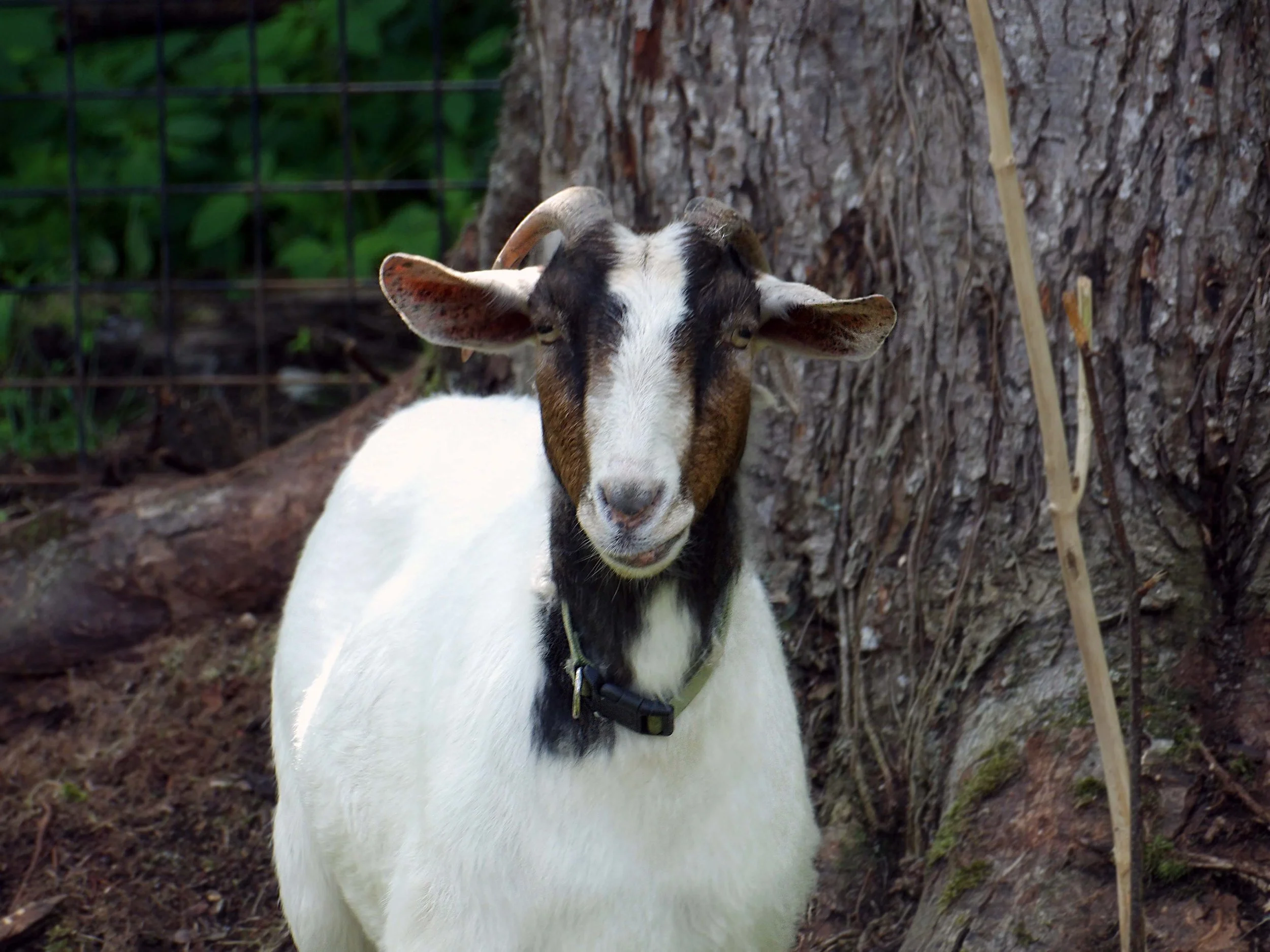 Adoptable Goats