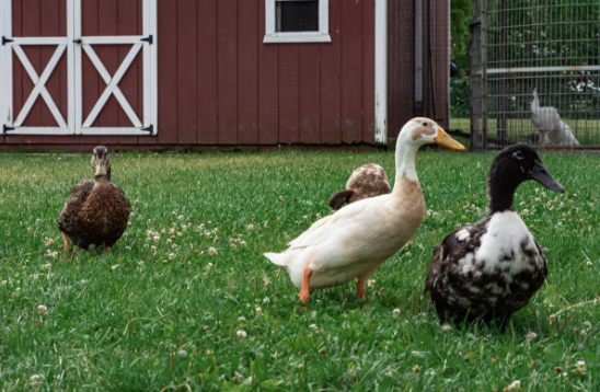 Adoptable Ducks