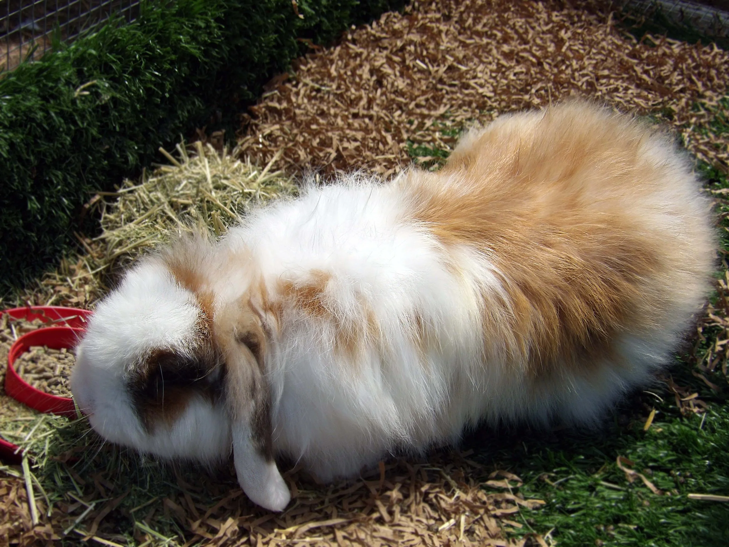 Adoptable Farm Animals