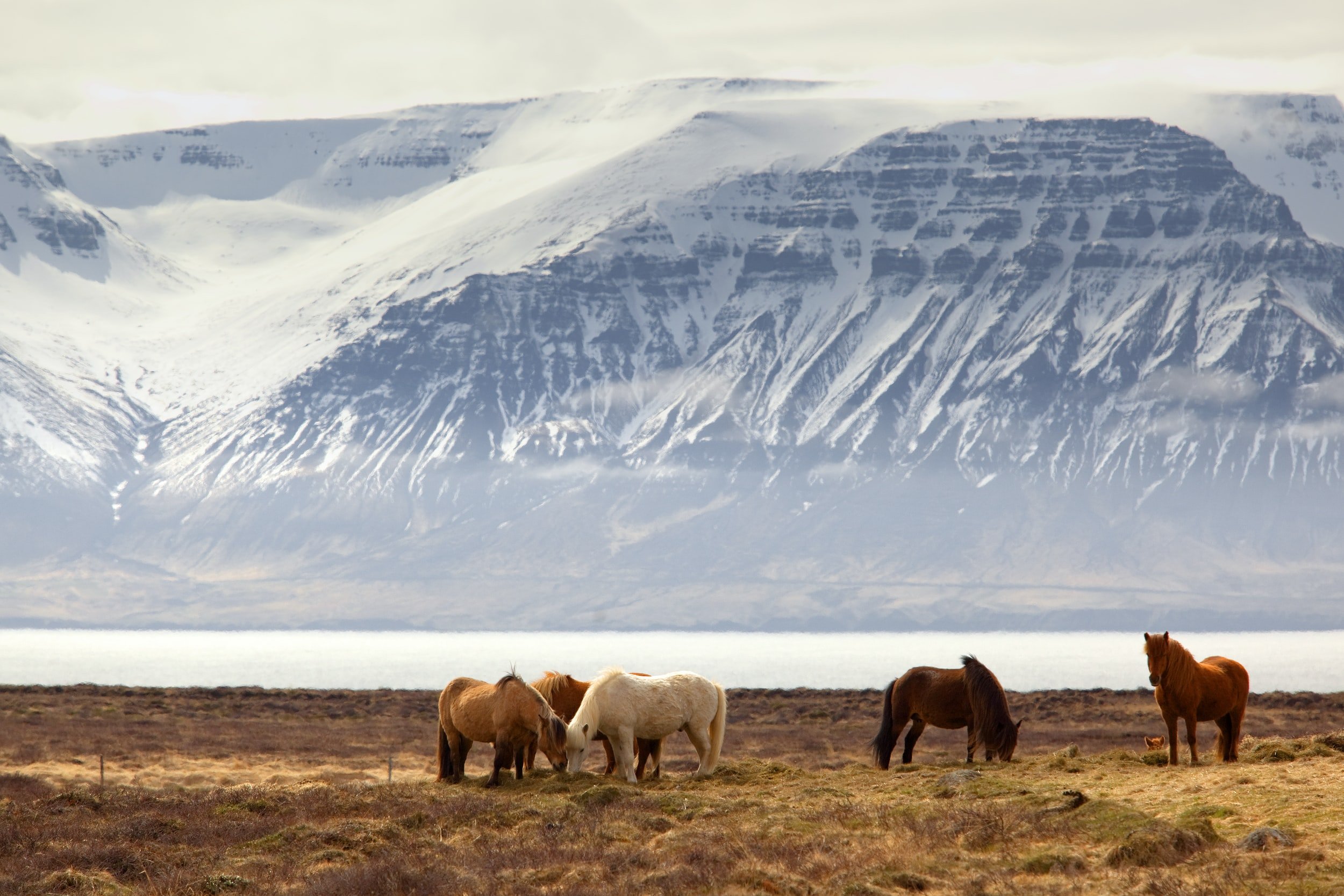 Using Wild Horses as a Foundation